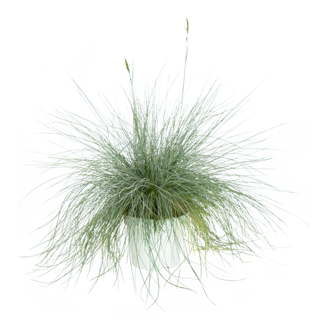 Kostrzewa Sina 35 cm