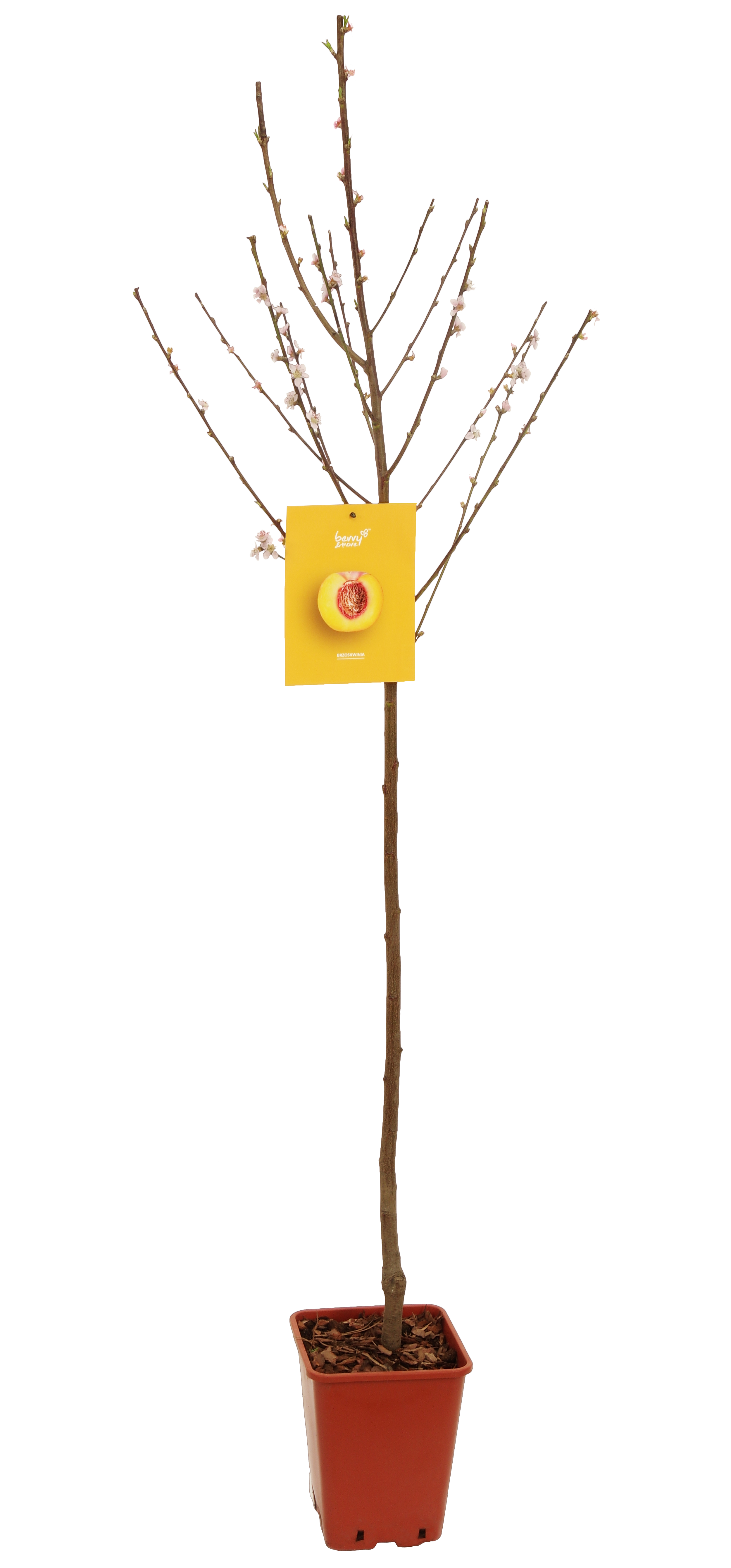 Brzoskwinia żółta 150 cm Berry&amp;More™