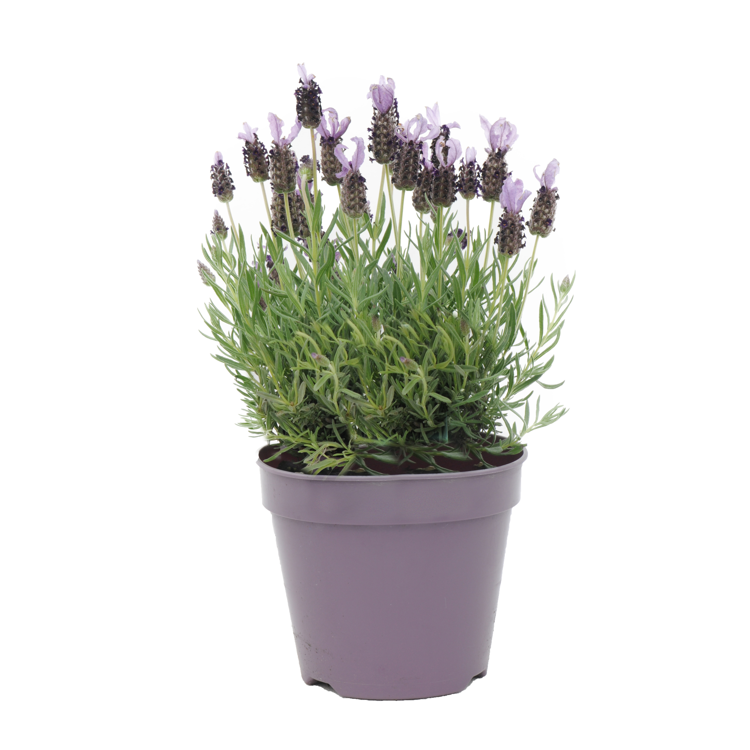 Lawenda francuska  30-35 cm