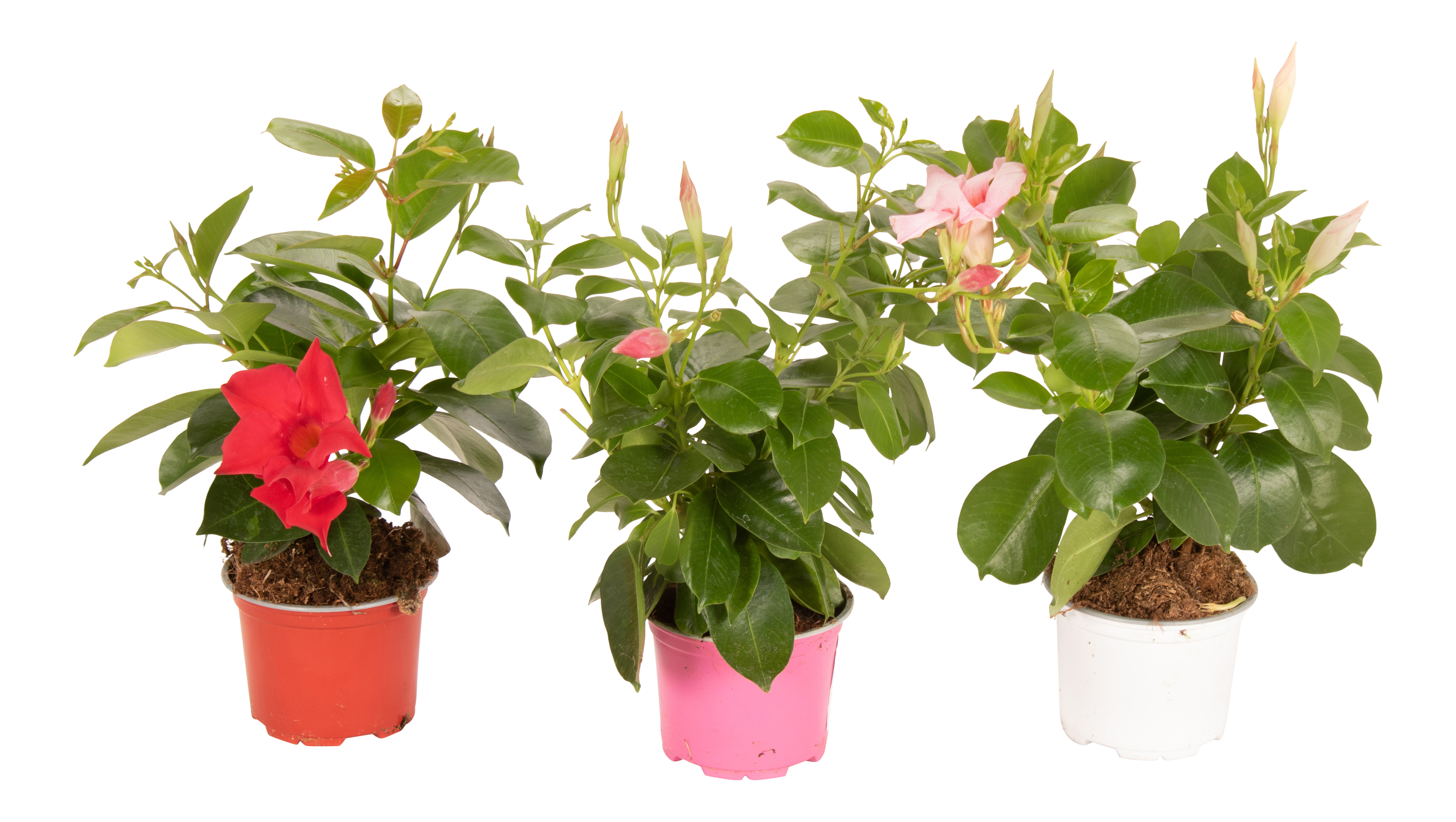 Dipladenia mix 25 cm