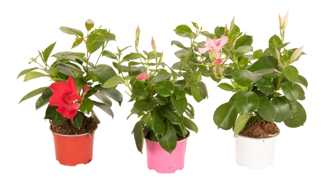 Dipladenia mix 25 cm