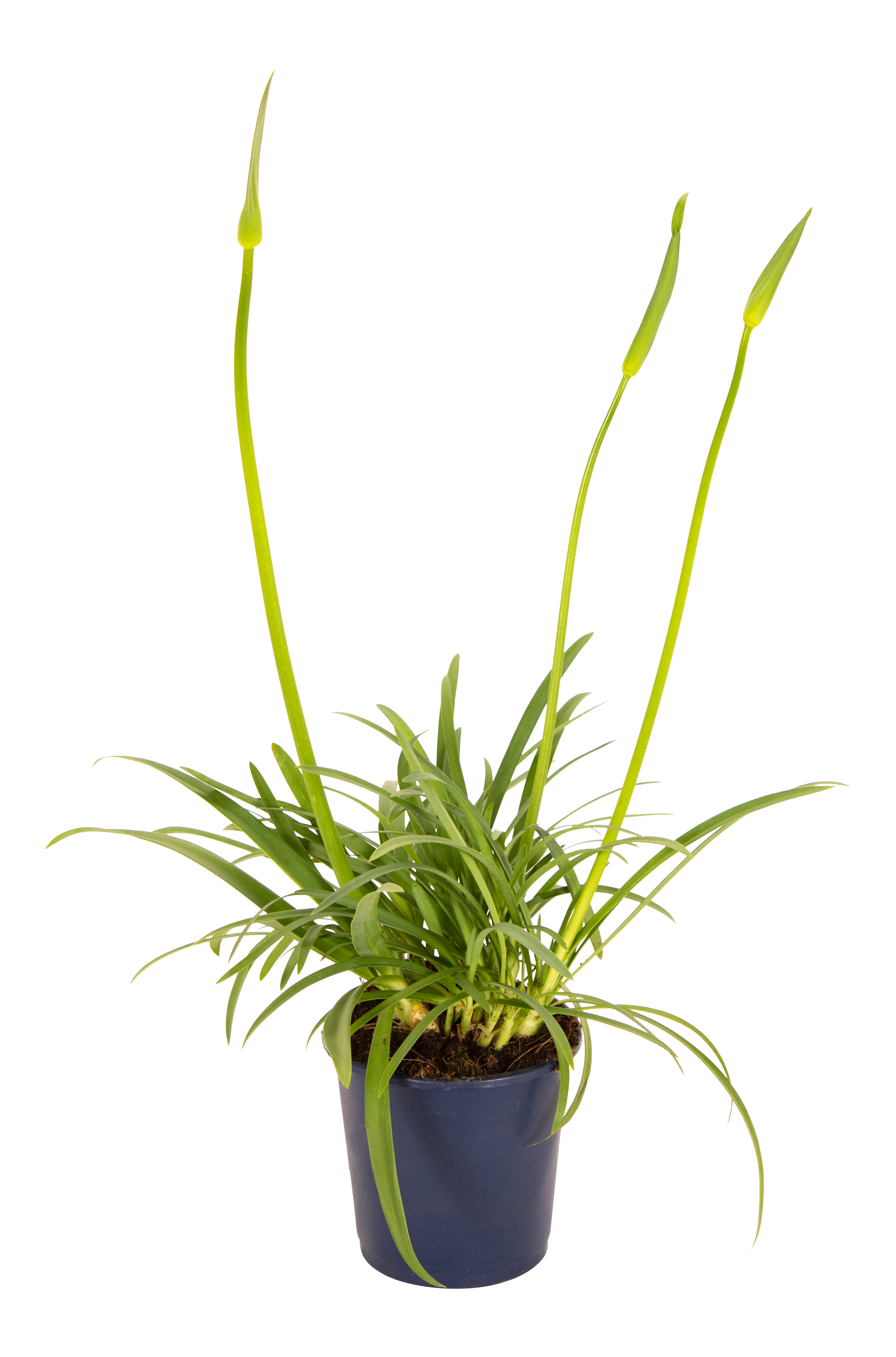 Lilia afrykańska Agapant Amourette Blue 40 cm