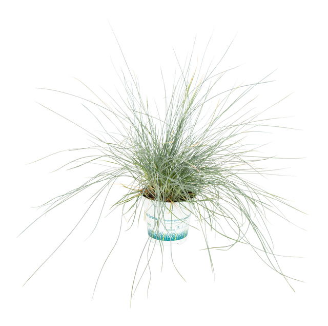 Kostrzewa Sina 25 cm