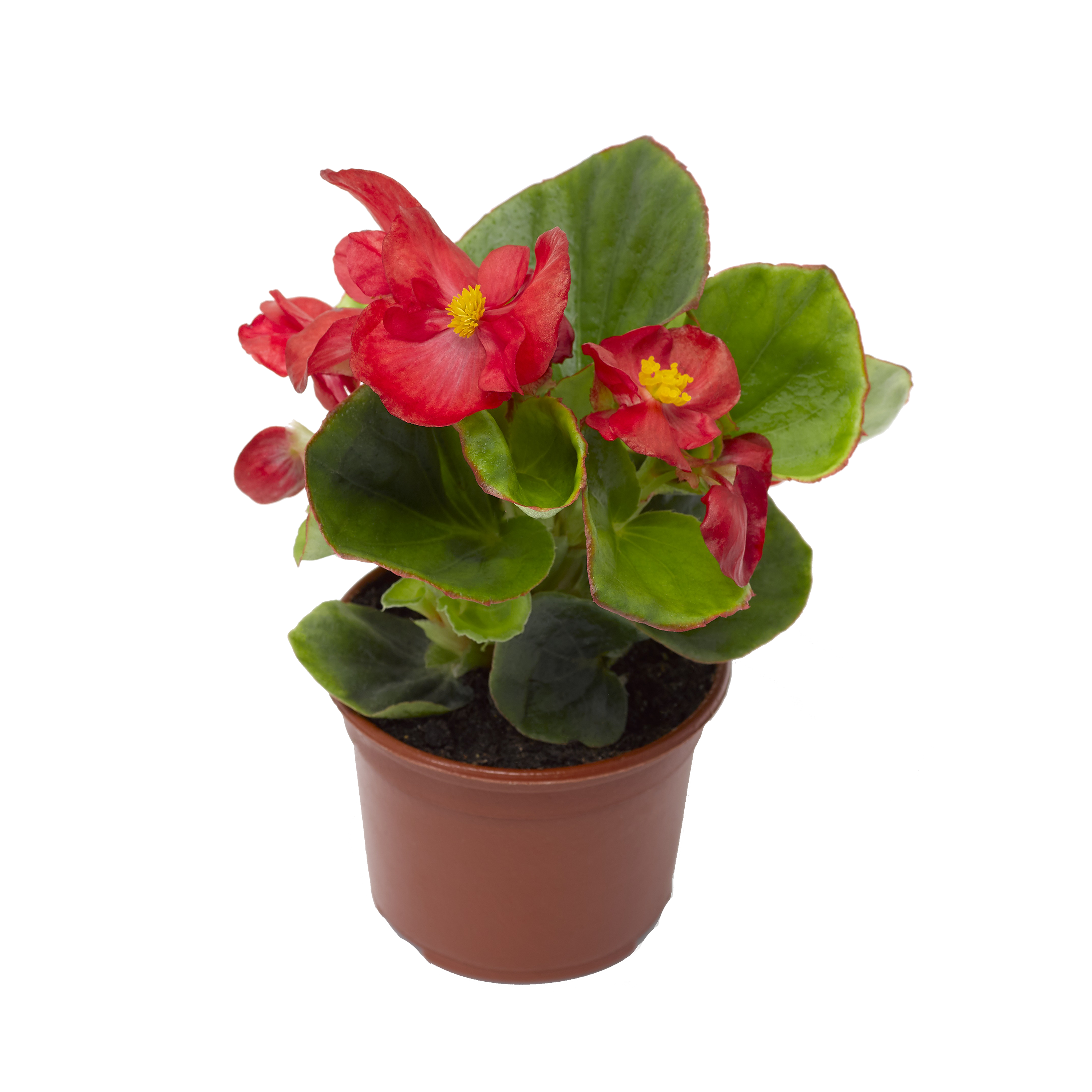 Begonia Semperflorens 15 cm