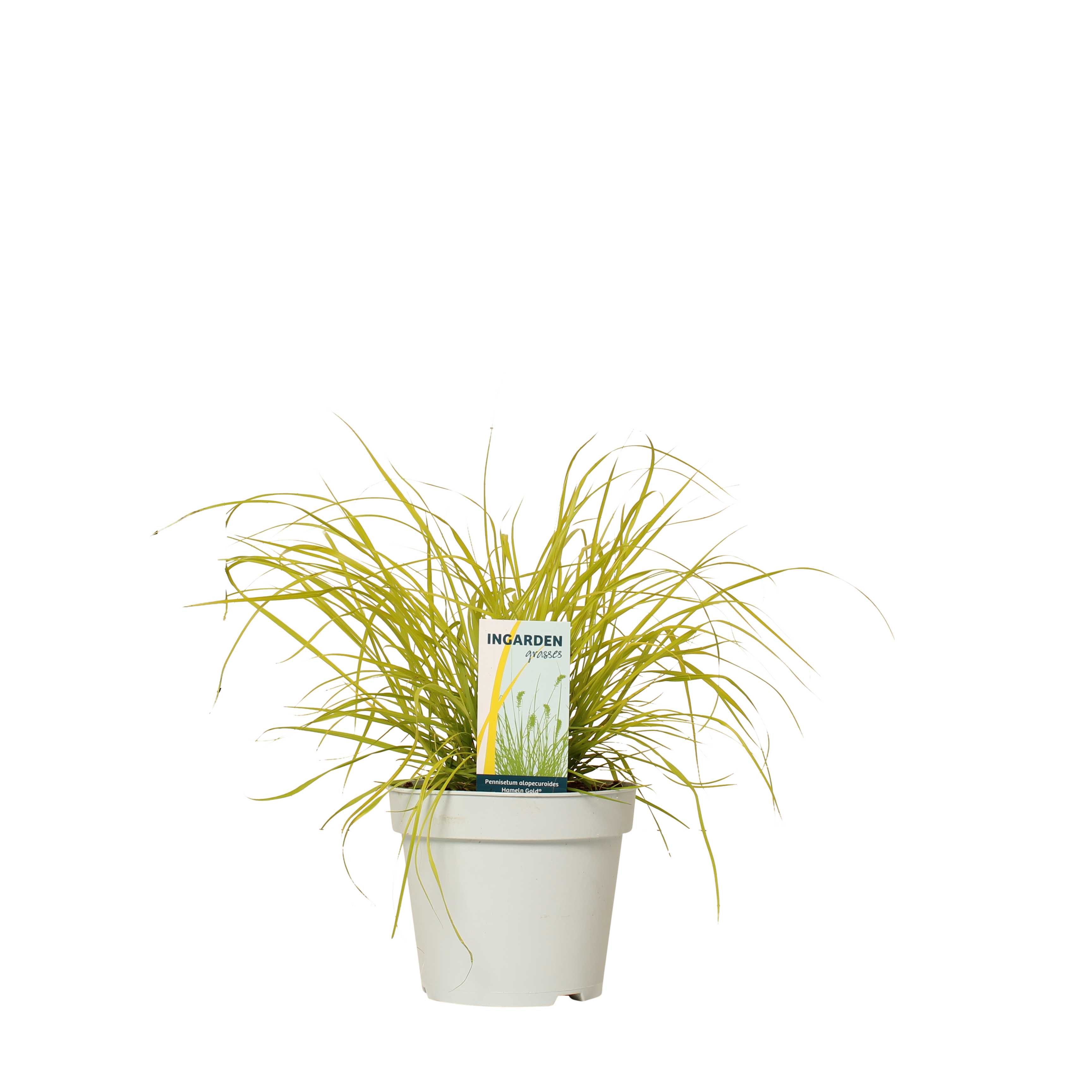 Rozplenica J.Hameln Gold 35-45 cm