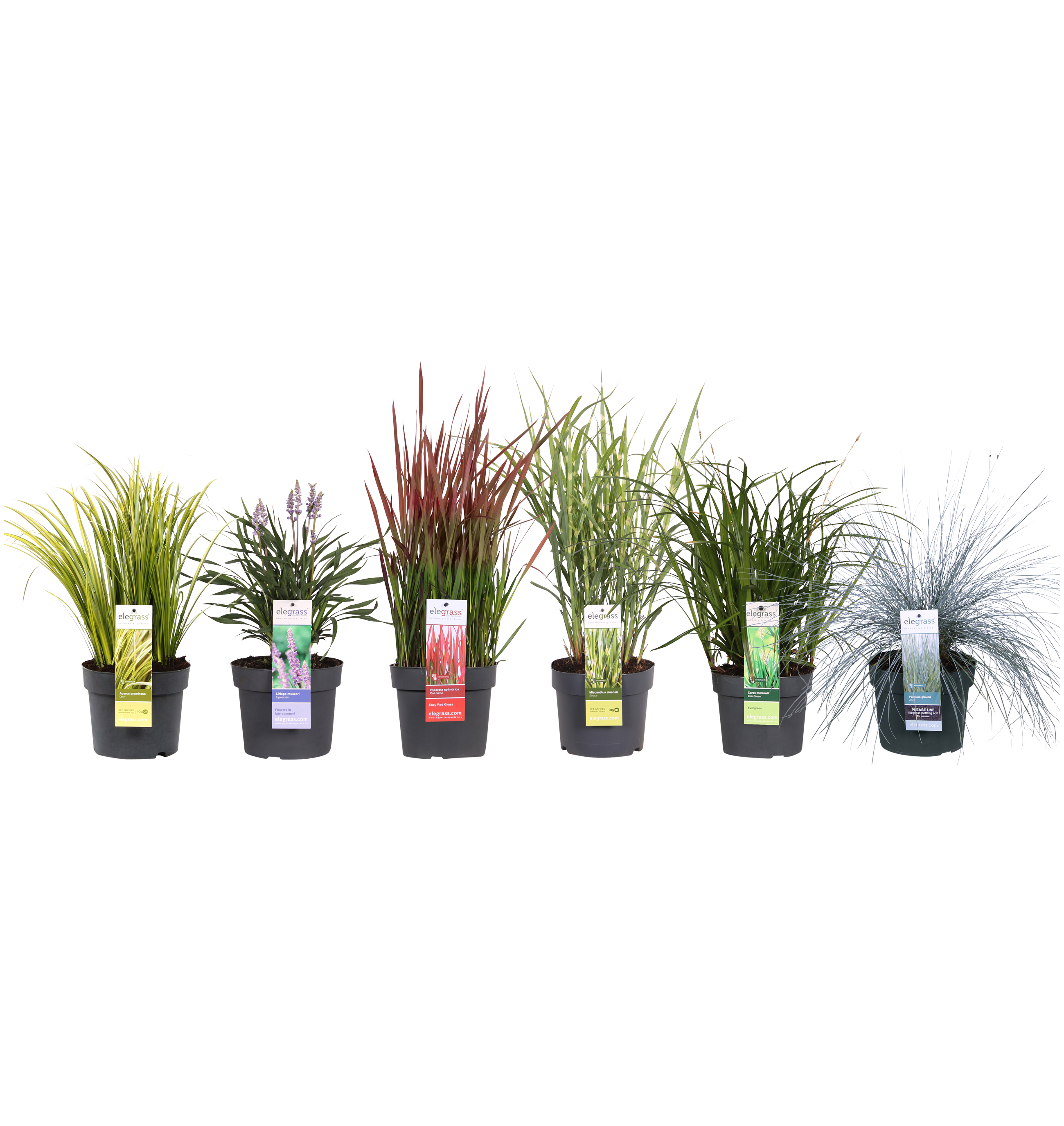 Trawy mix 20-50 cm