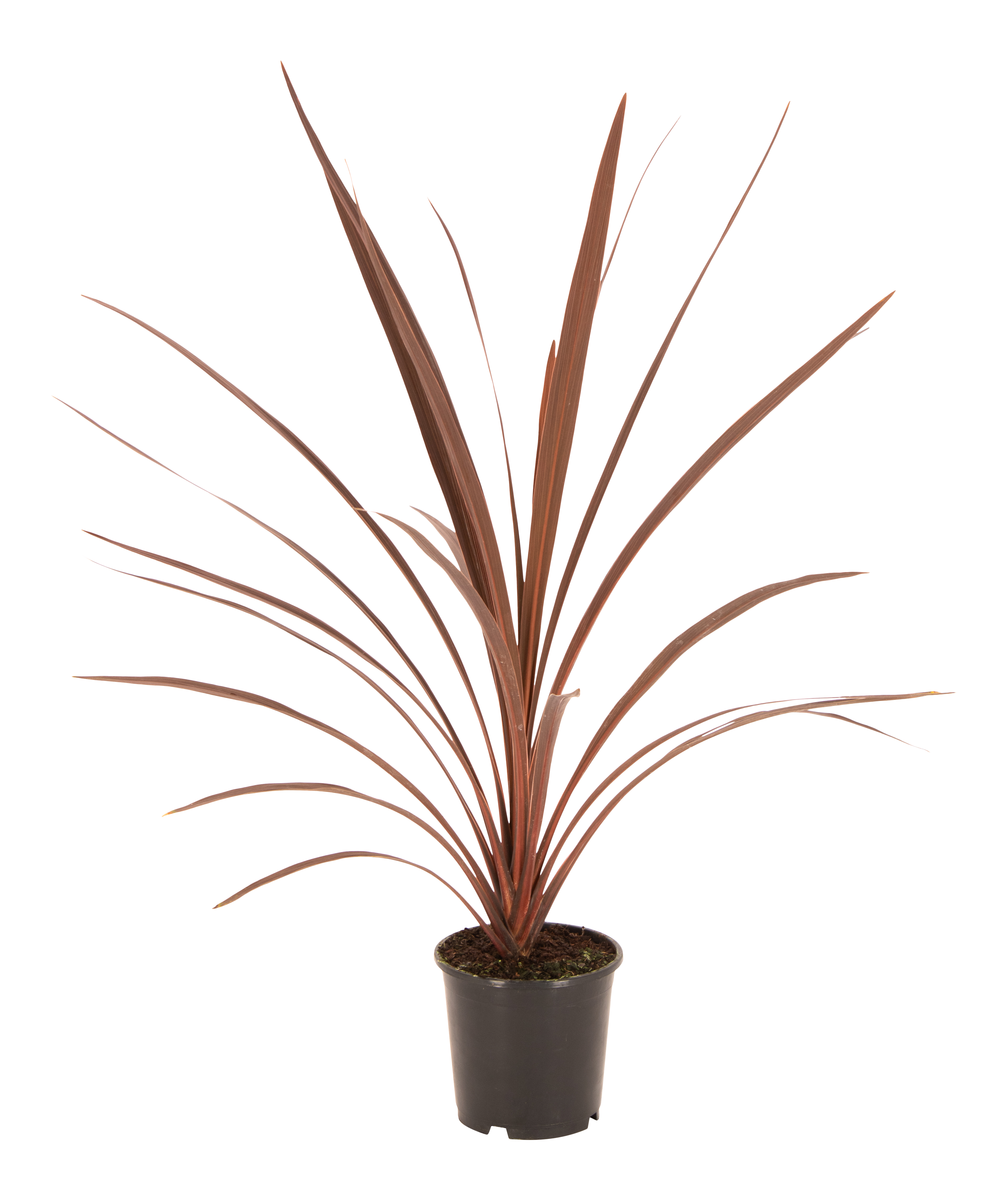 Kordylina Maczużnia Red Star 55 cm
