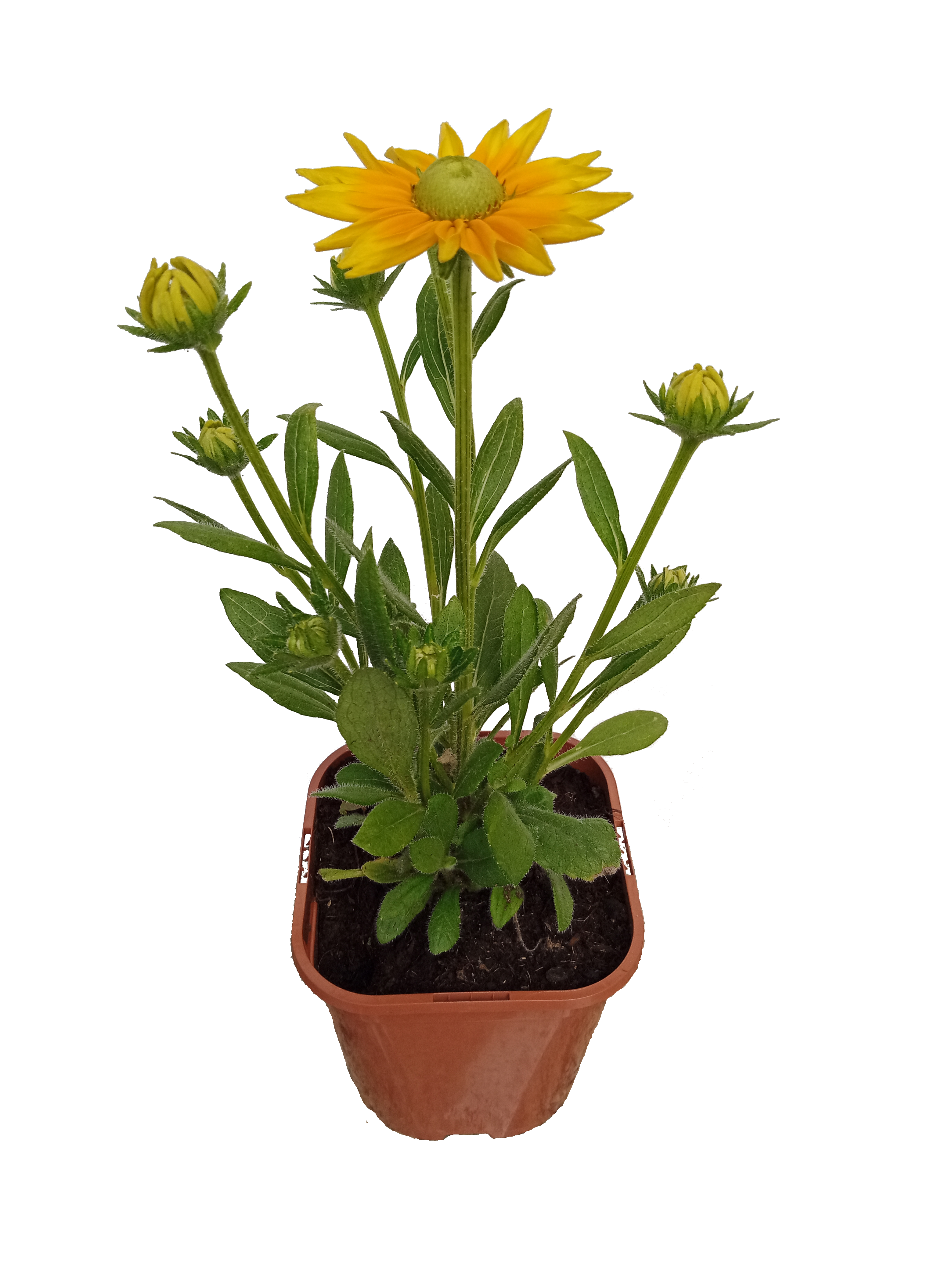 Byliny mix 15-30 cm