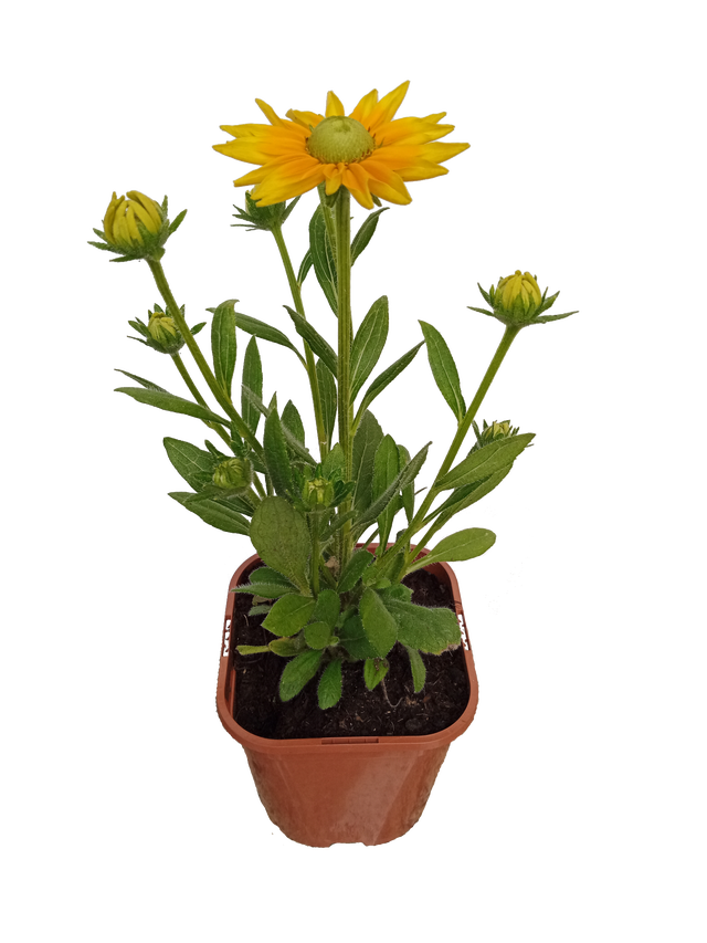 Byliny mix 15-30 cm