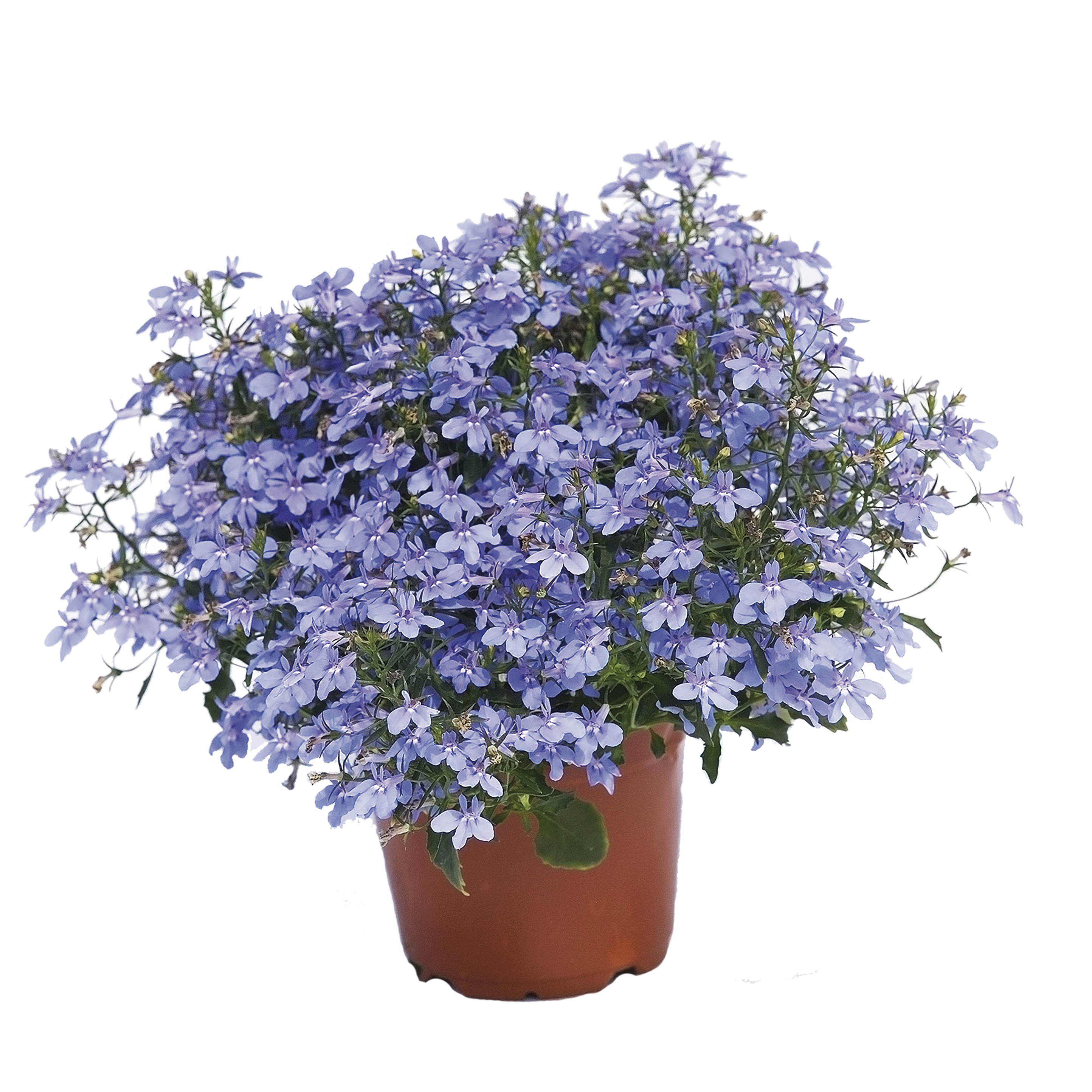 Lobelia zwisająca 25-30 cm