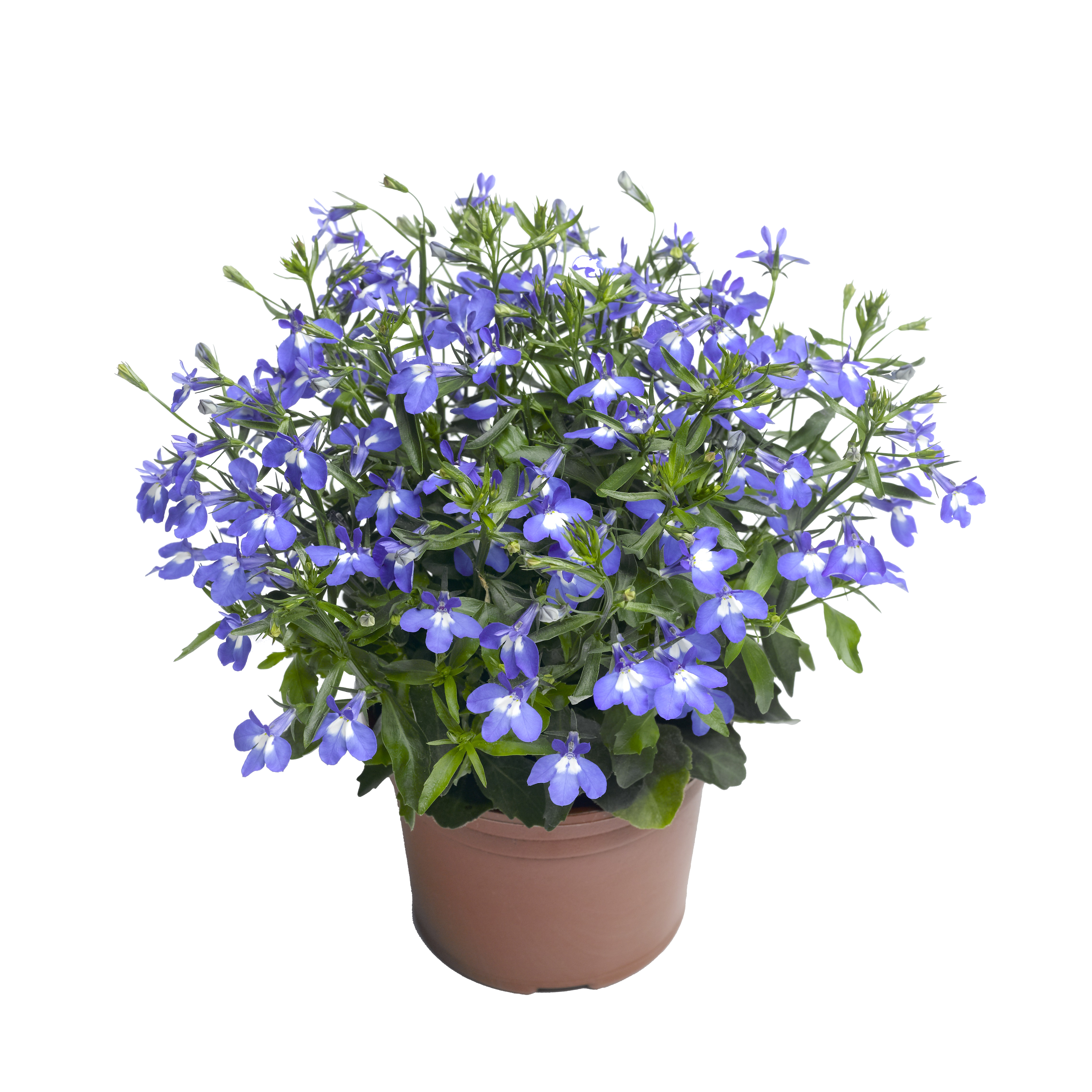 Lobelia rabatowa 15 cm