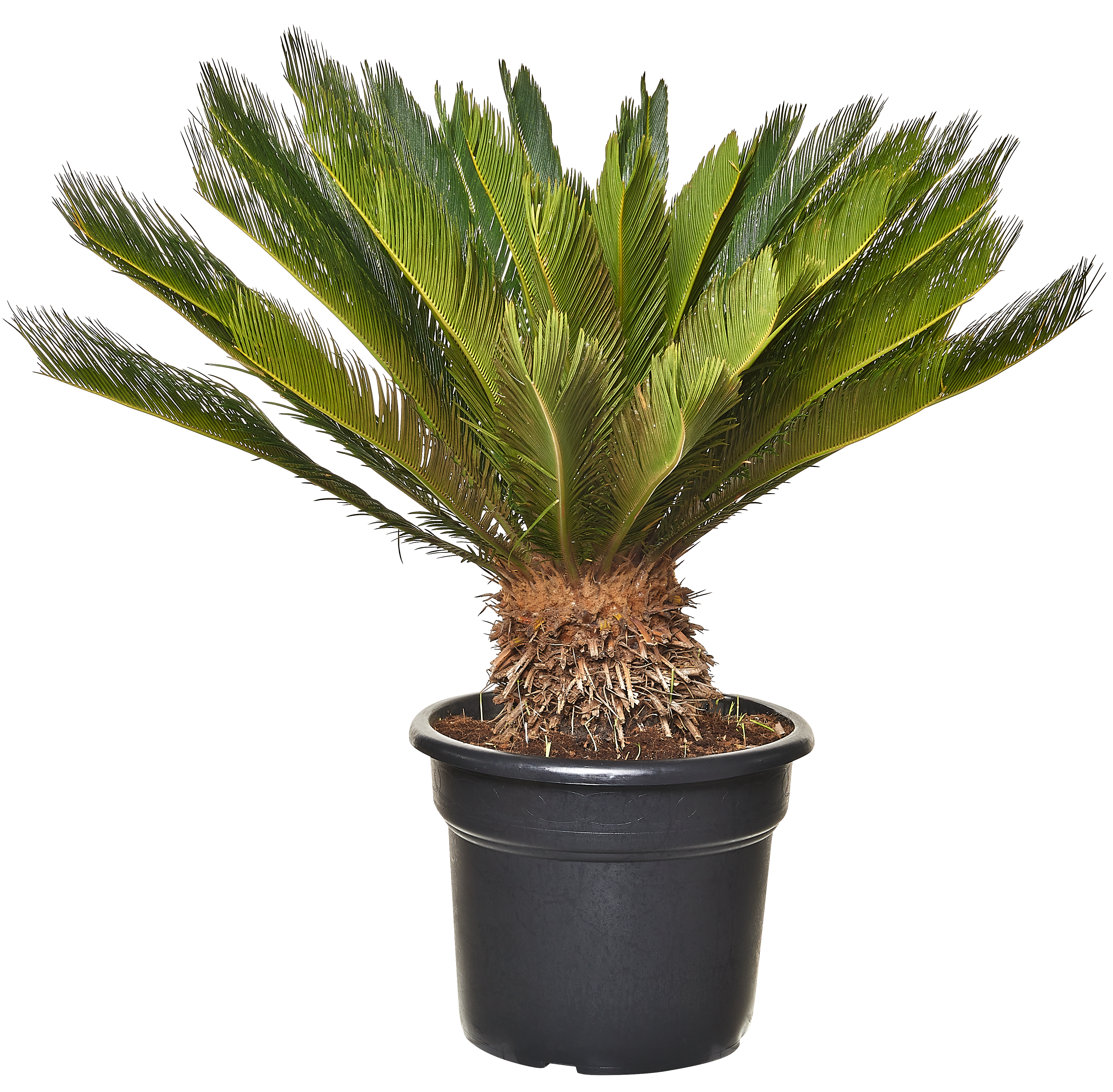 Sagowiec Cycas Revoluta 120 cm