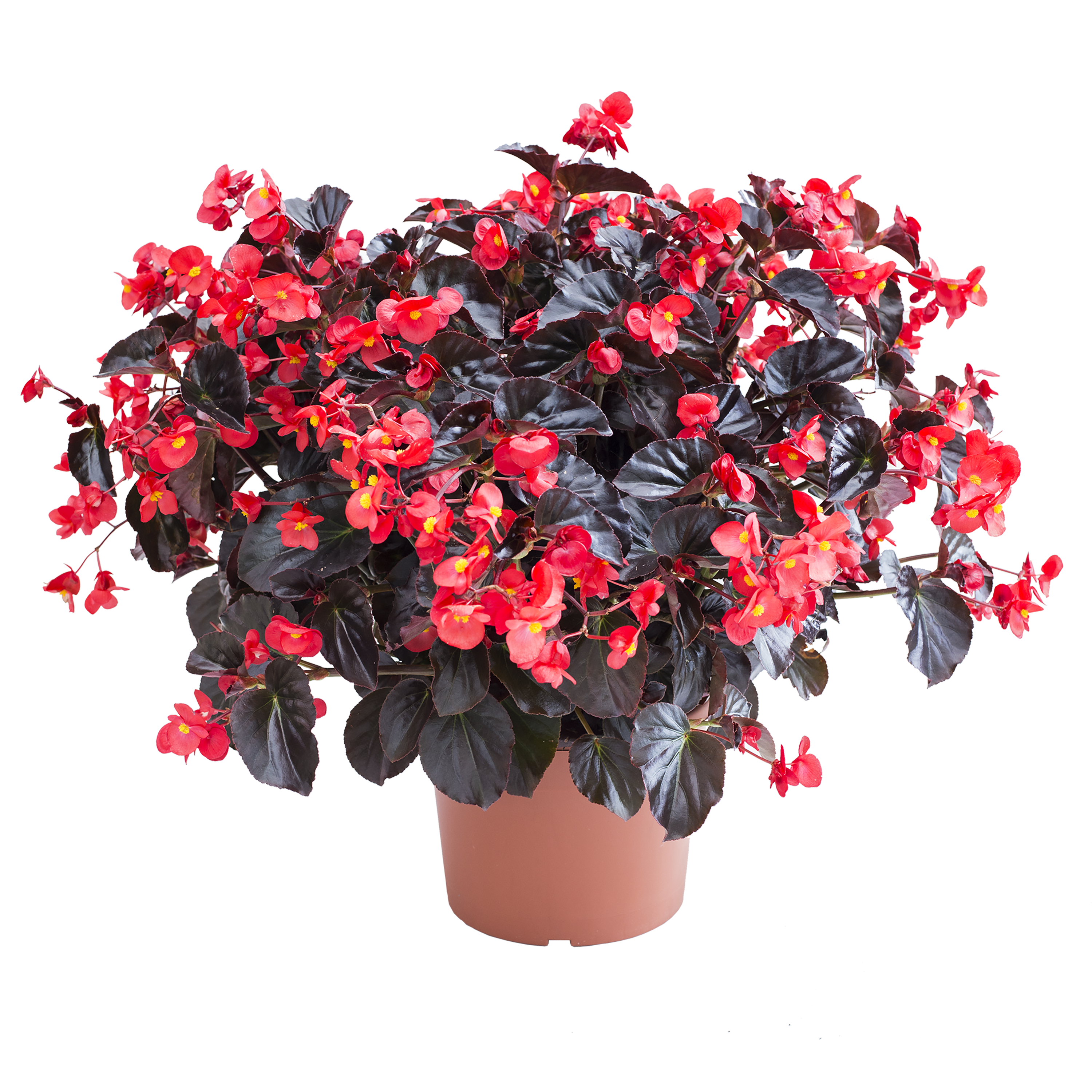 Begonia 20 cm