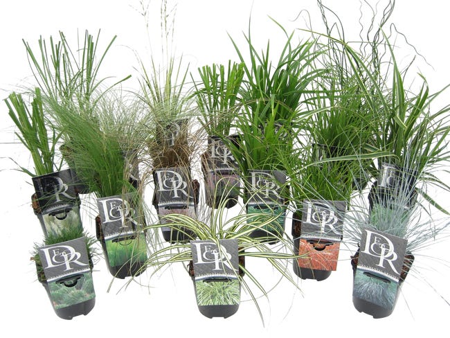 Trawy ozdobne mix 10 25 cm 82671760
