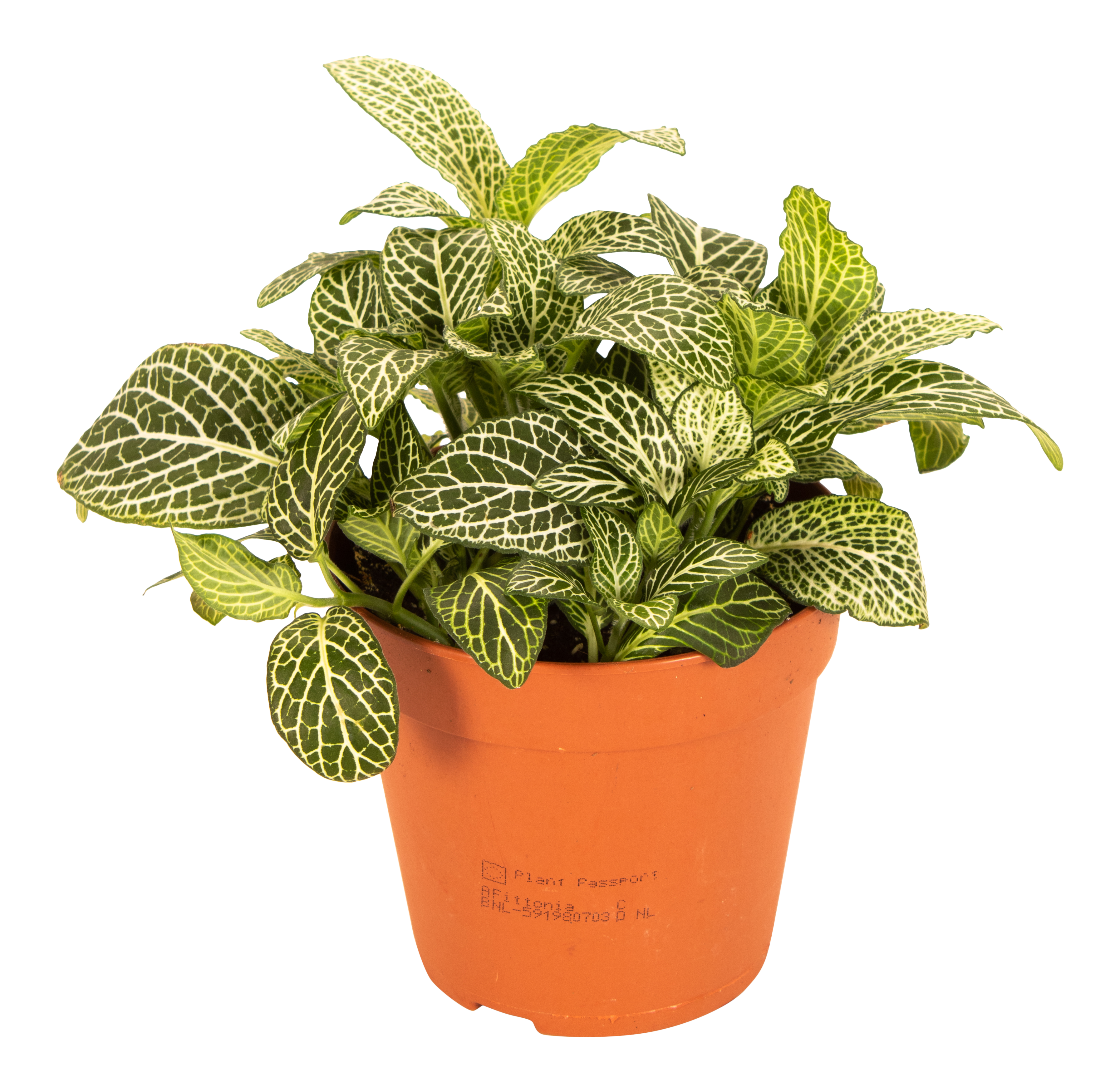 Fitonia Verschaffelti white 20 cm