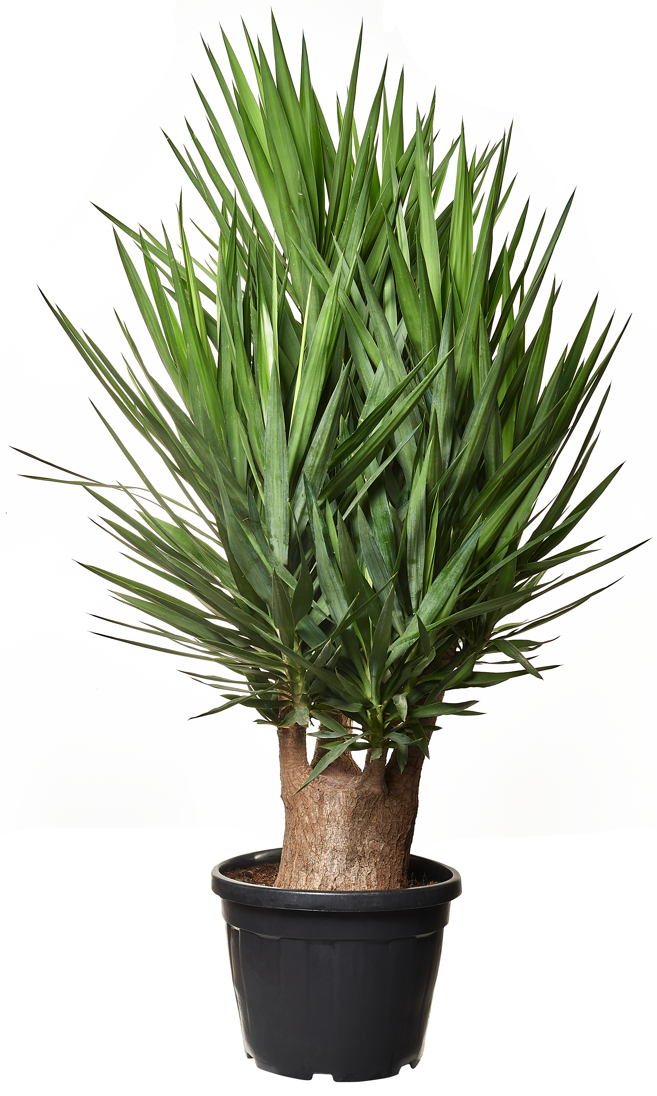 Juka Branch 150 cm