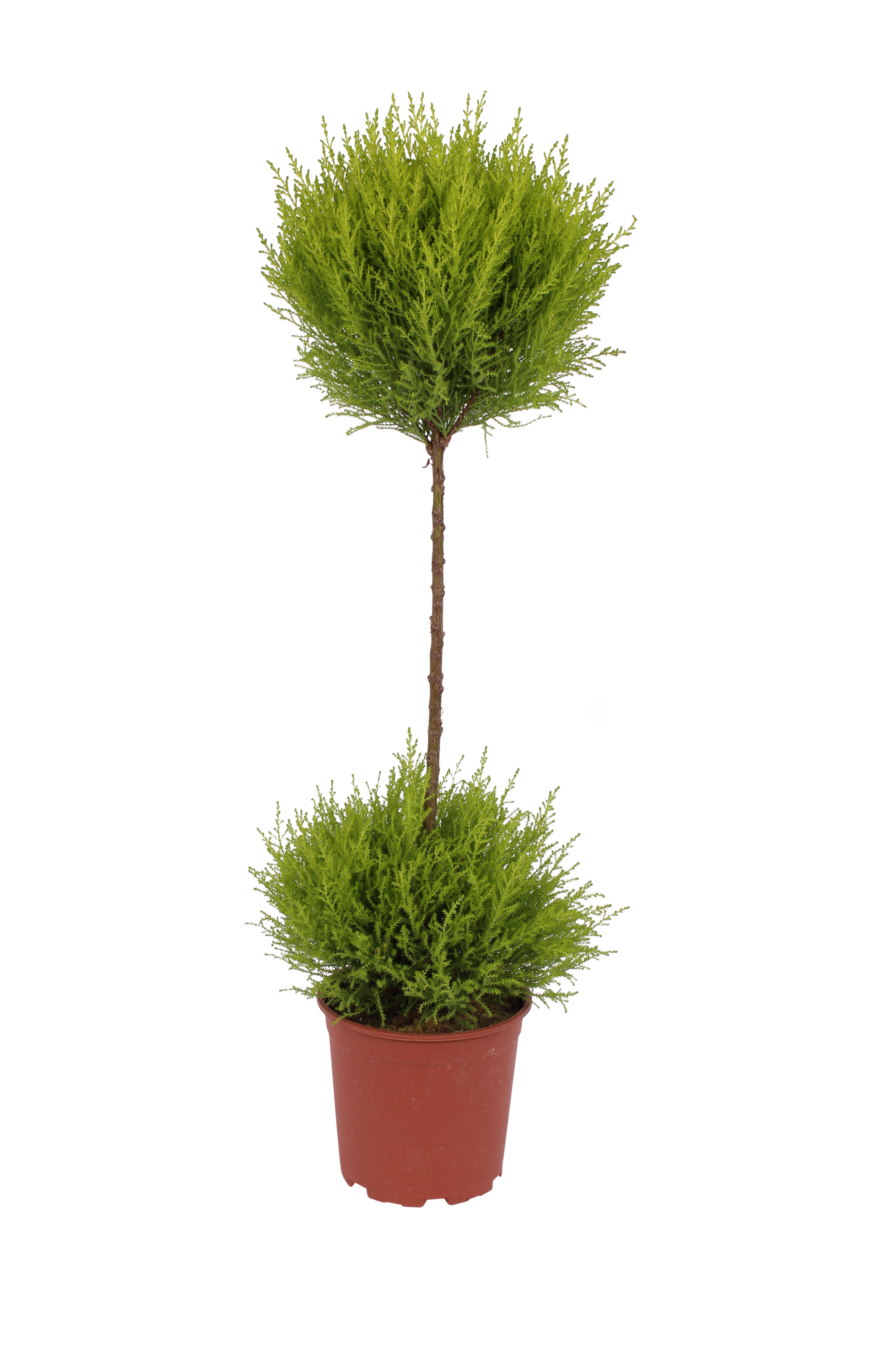 Cyprysik Goldcrest 55-60 cm