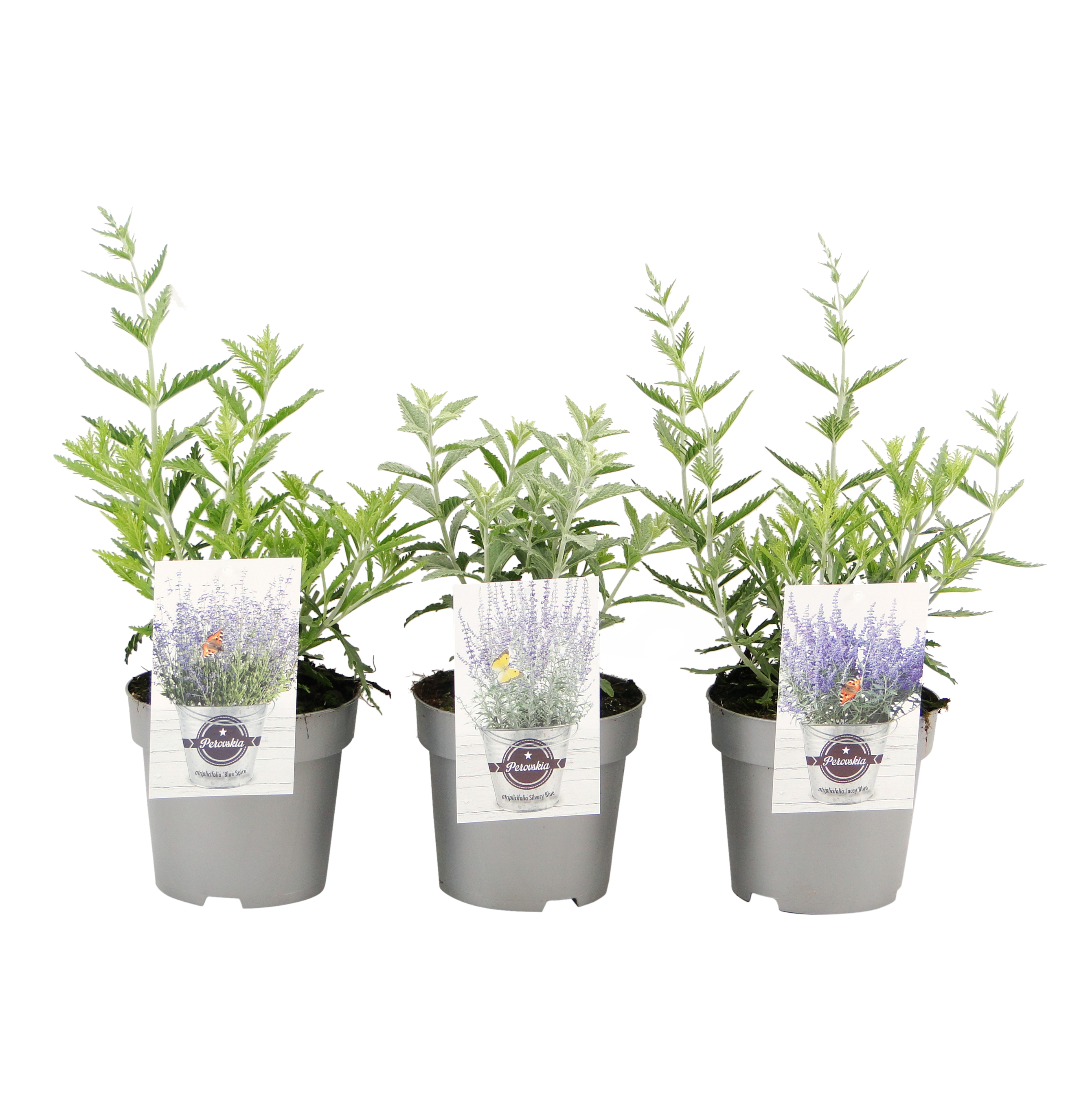 Perowskia mix 25-30 cm
