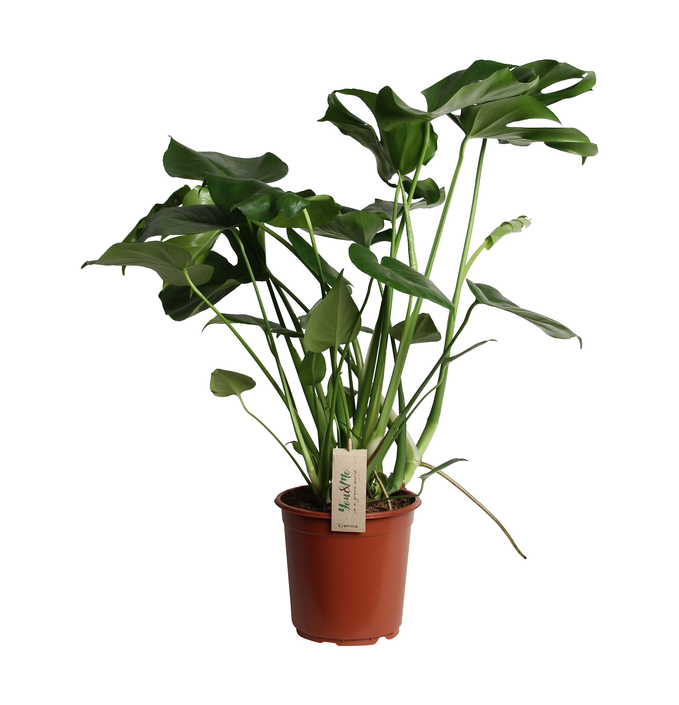 Monstera dziurawa łac. deliciosa 70-80 cm