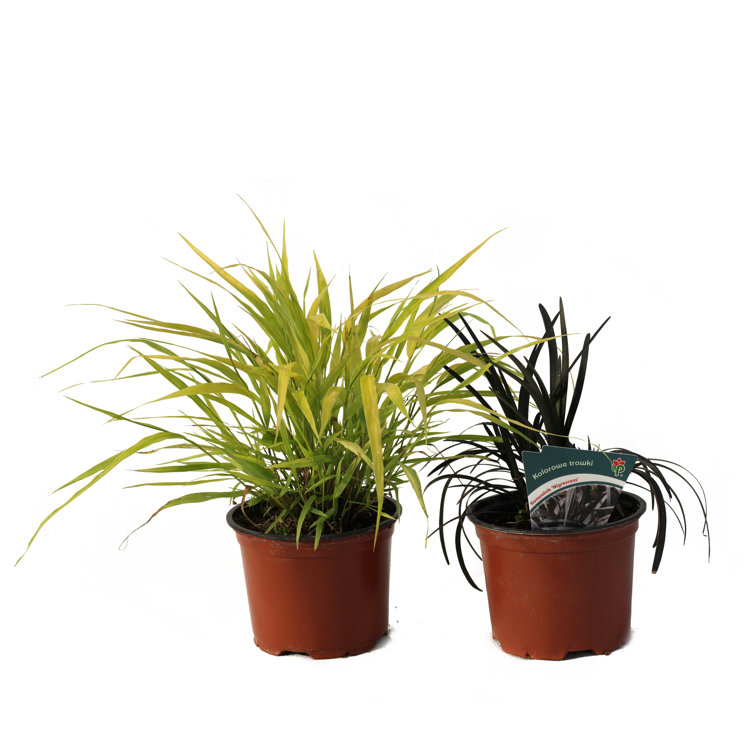 Trawy ozdobne mix 30 cm
