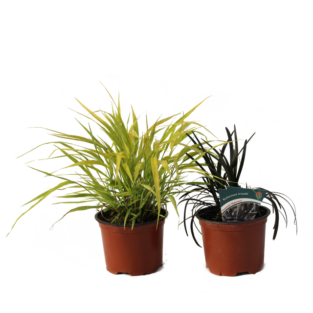 Trawy ozdobne mix 30 cm