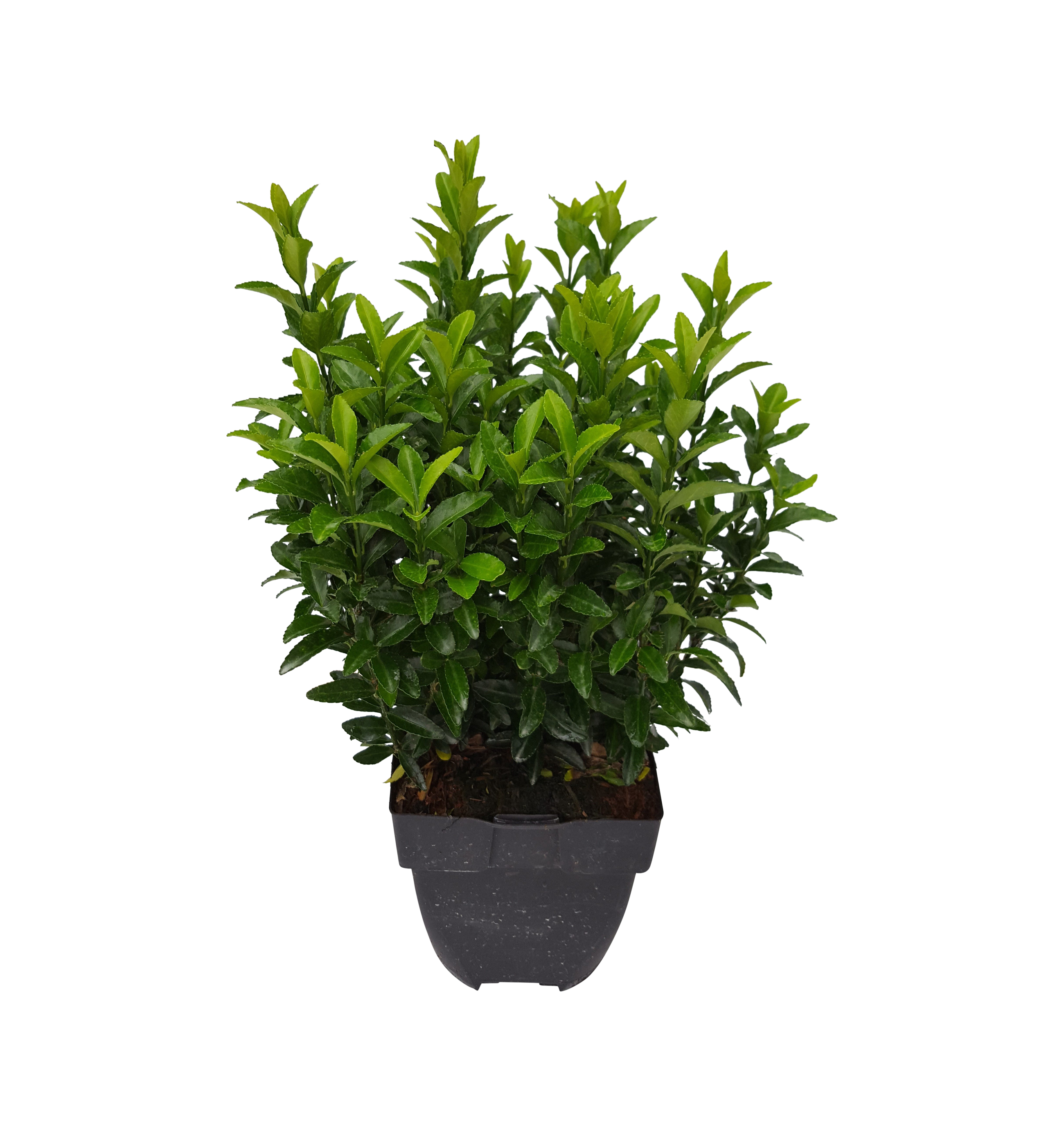 Trzmielina japońska Green Spire 25 cm