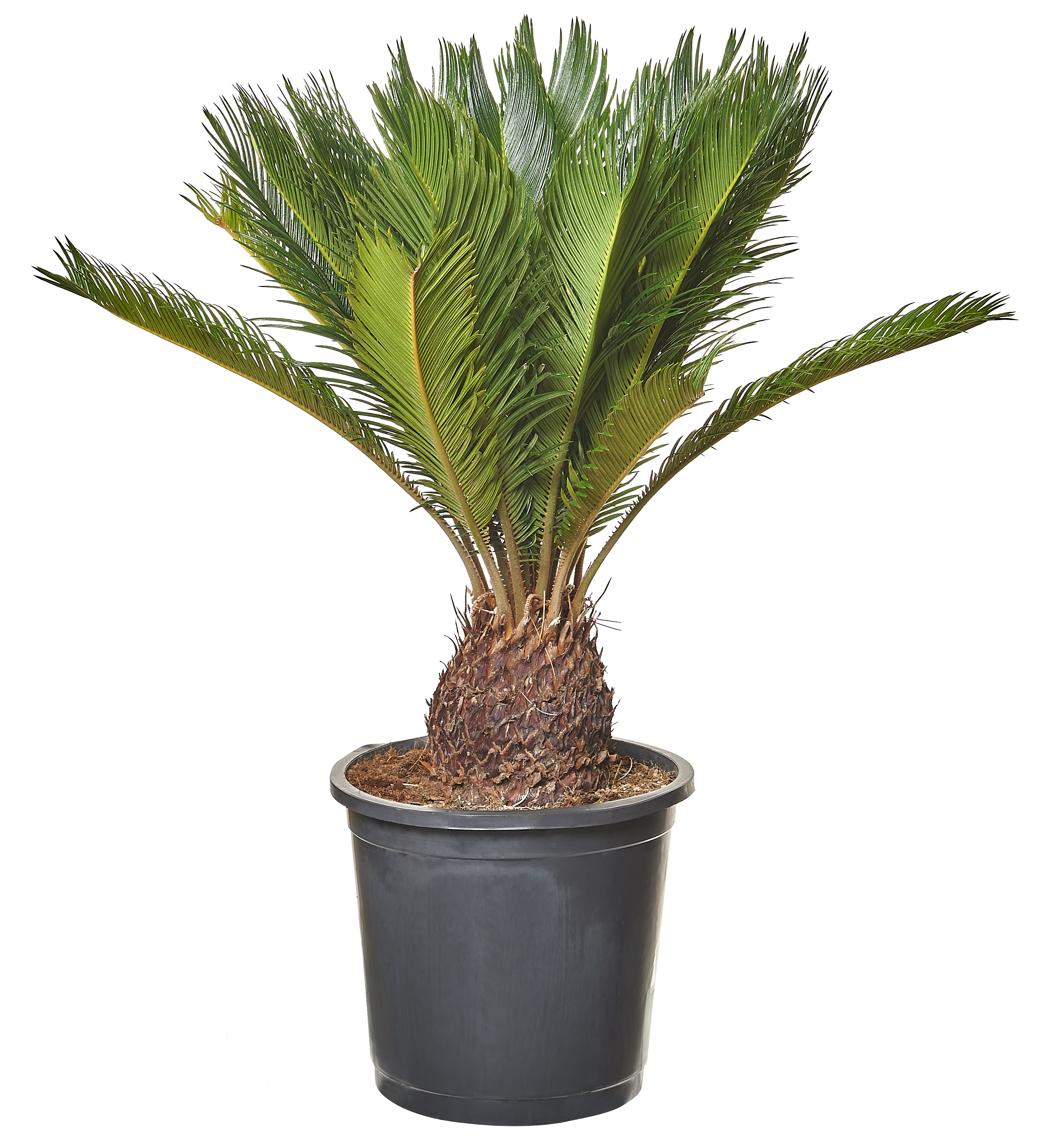 Sagowiec Cycas Revoluta 50 cm