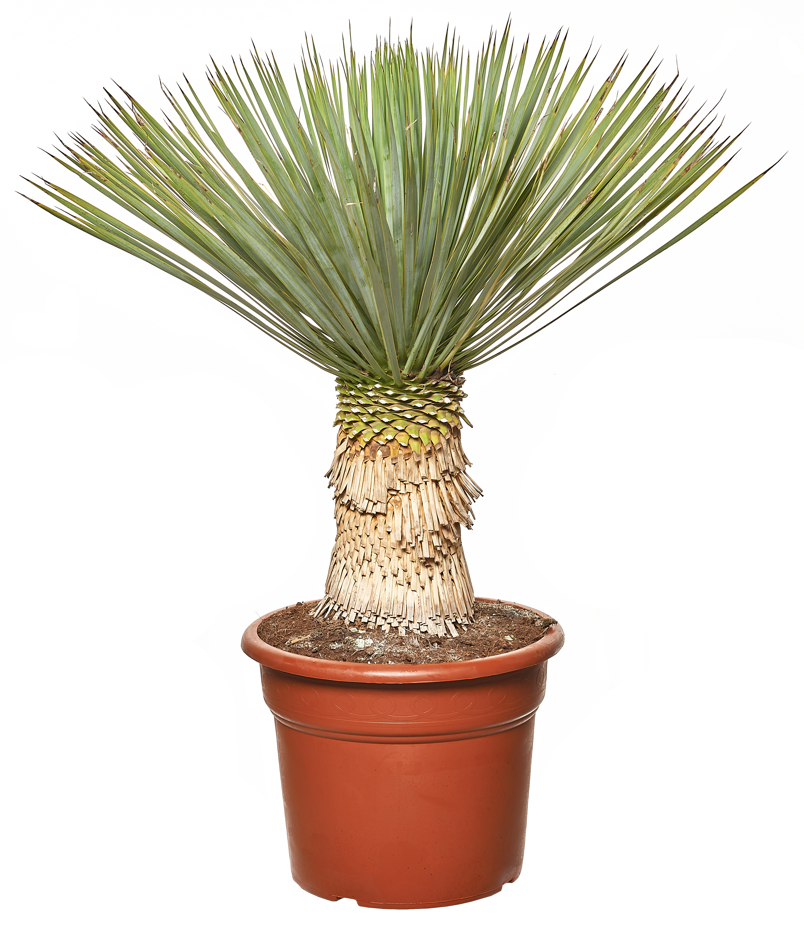 Juka rostrata 70 cm