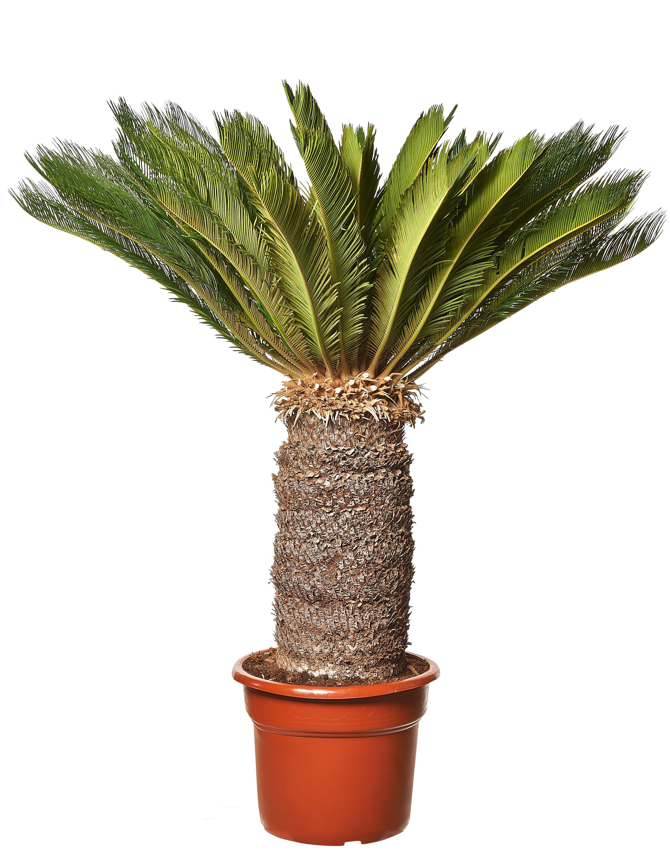 Sagowiec Cycas Revoluta 150 cm