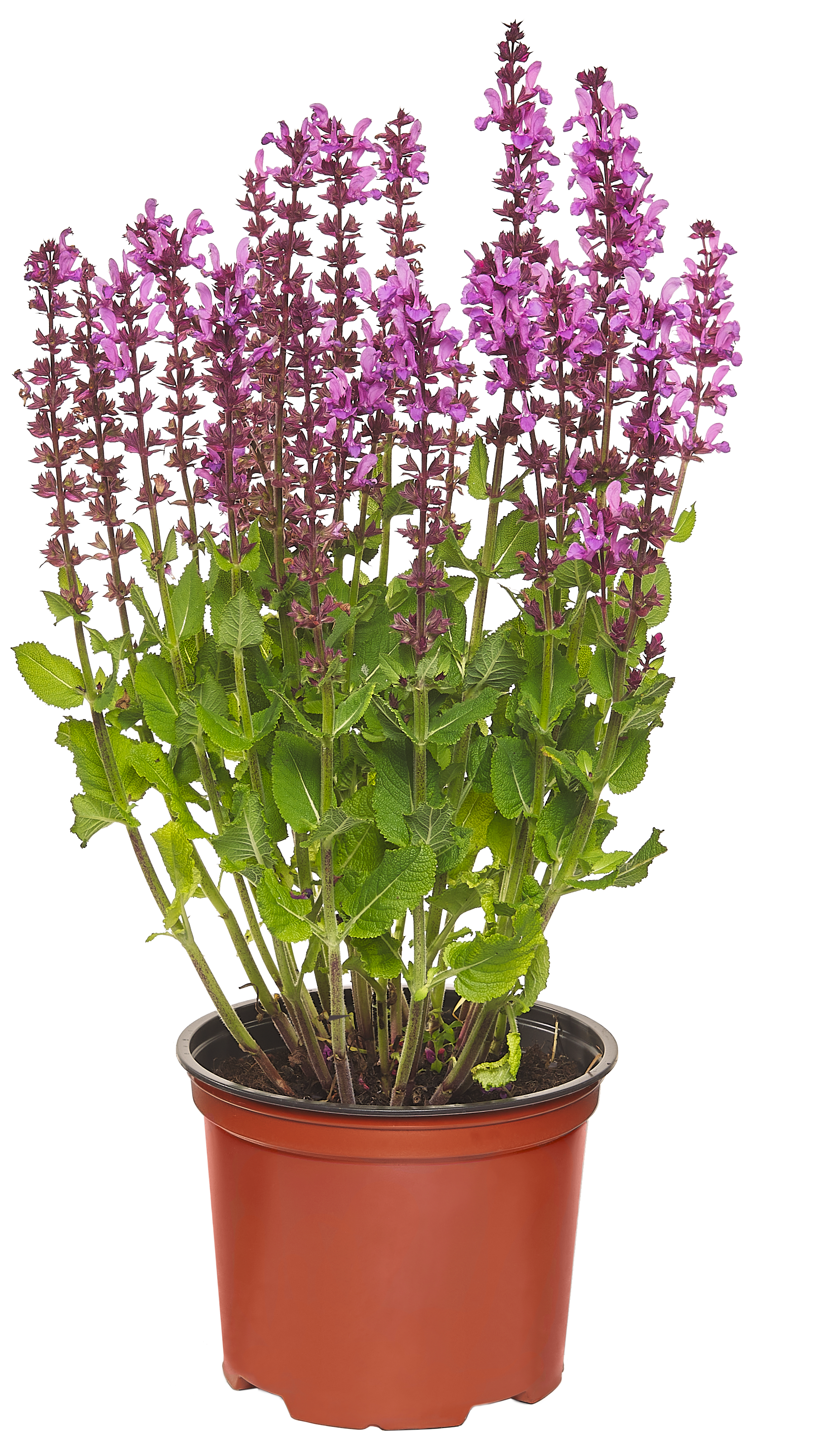 Byliny kwitnące mix 30-60 cm