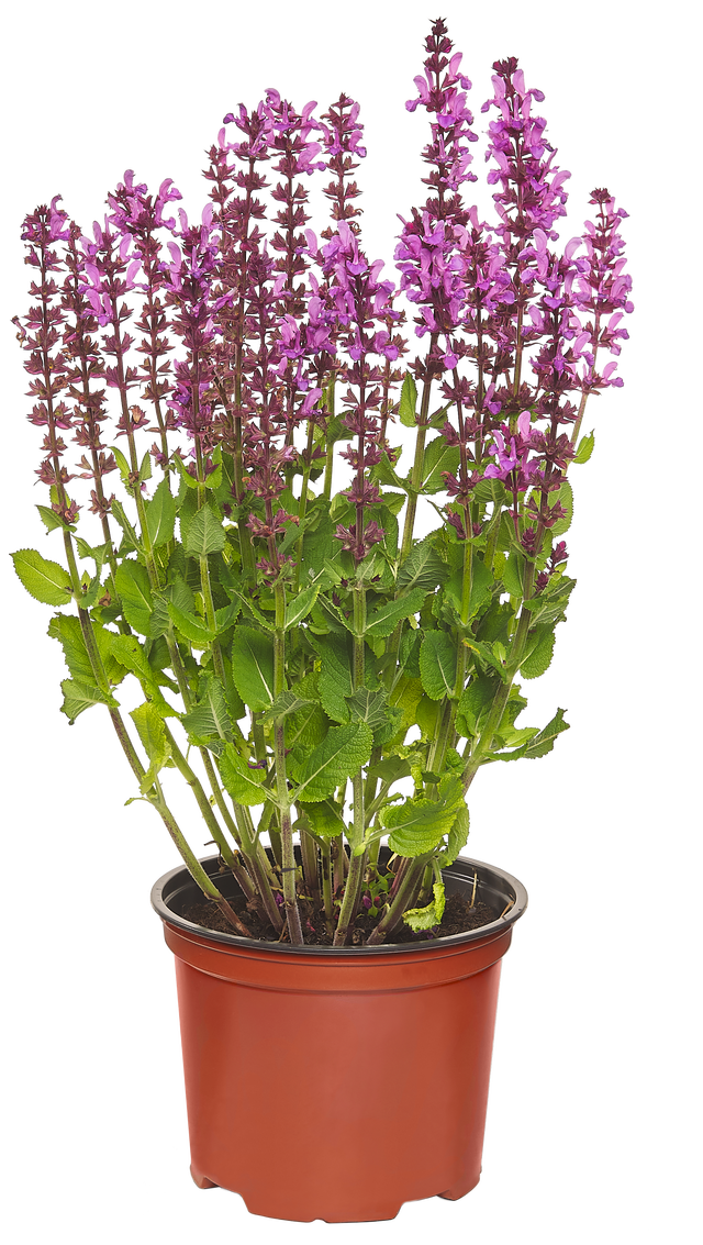 Byliny kwitnące mix 30-60 cm