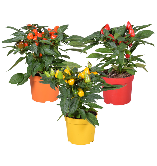 Papryka roczna Samba mix 12-18cm