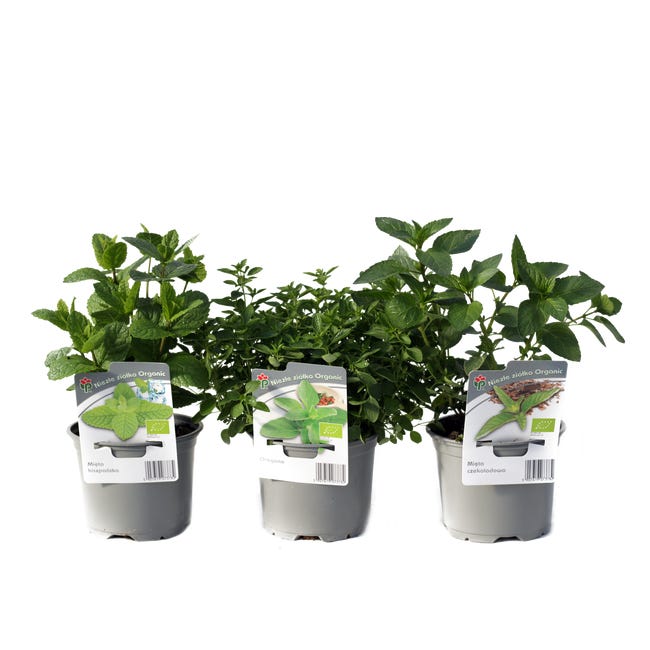 Ziola bio mix 20 30 cm 82585788