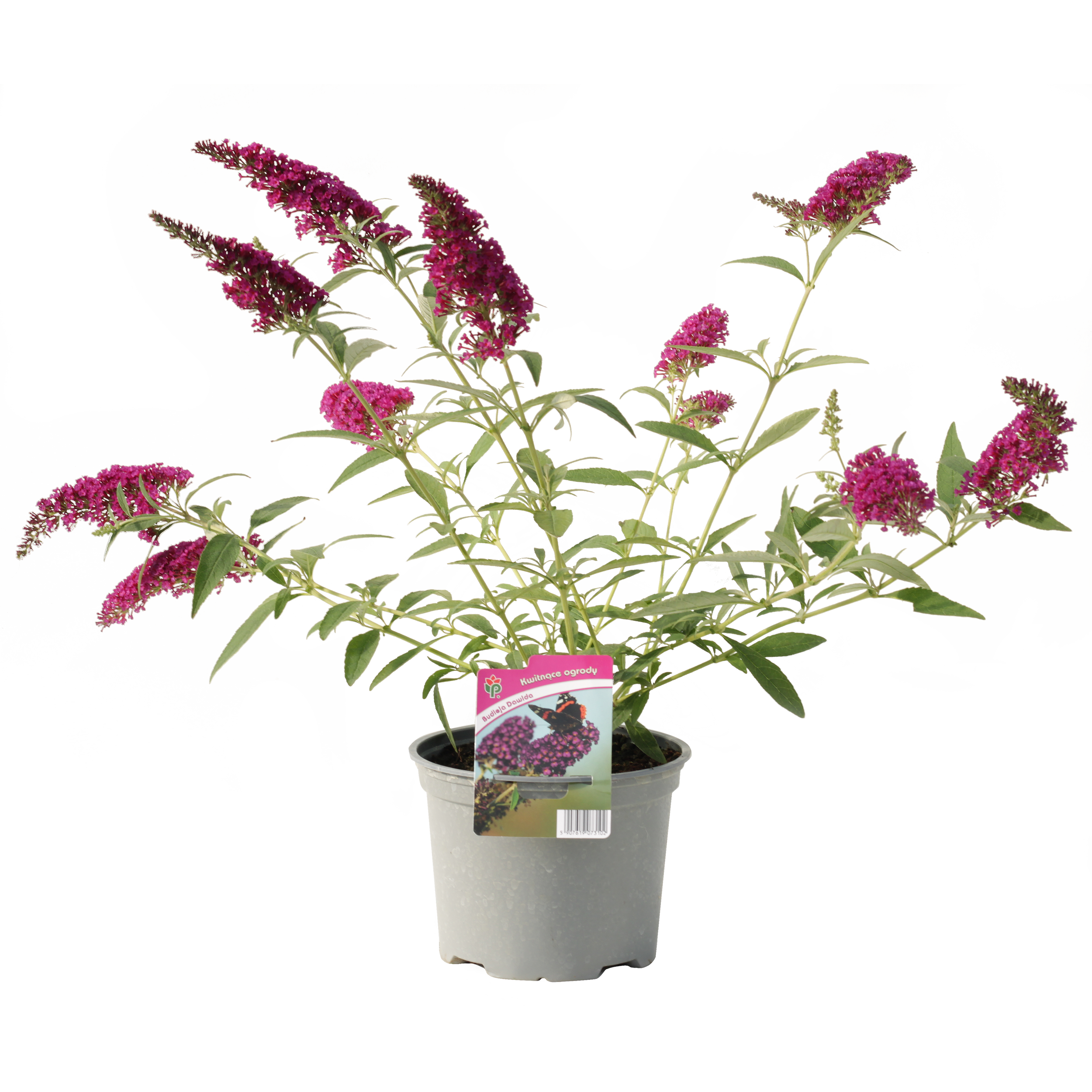 Budleja Davida 40-50 cm