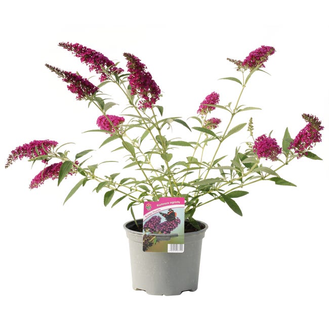 Budleja davida 40 50 cm 45866352