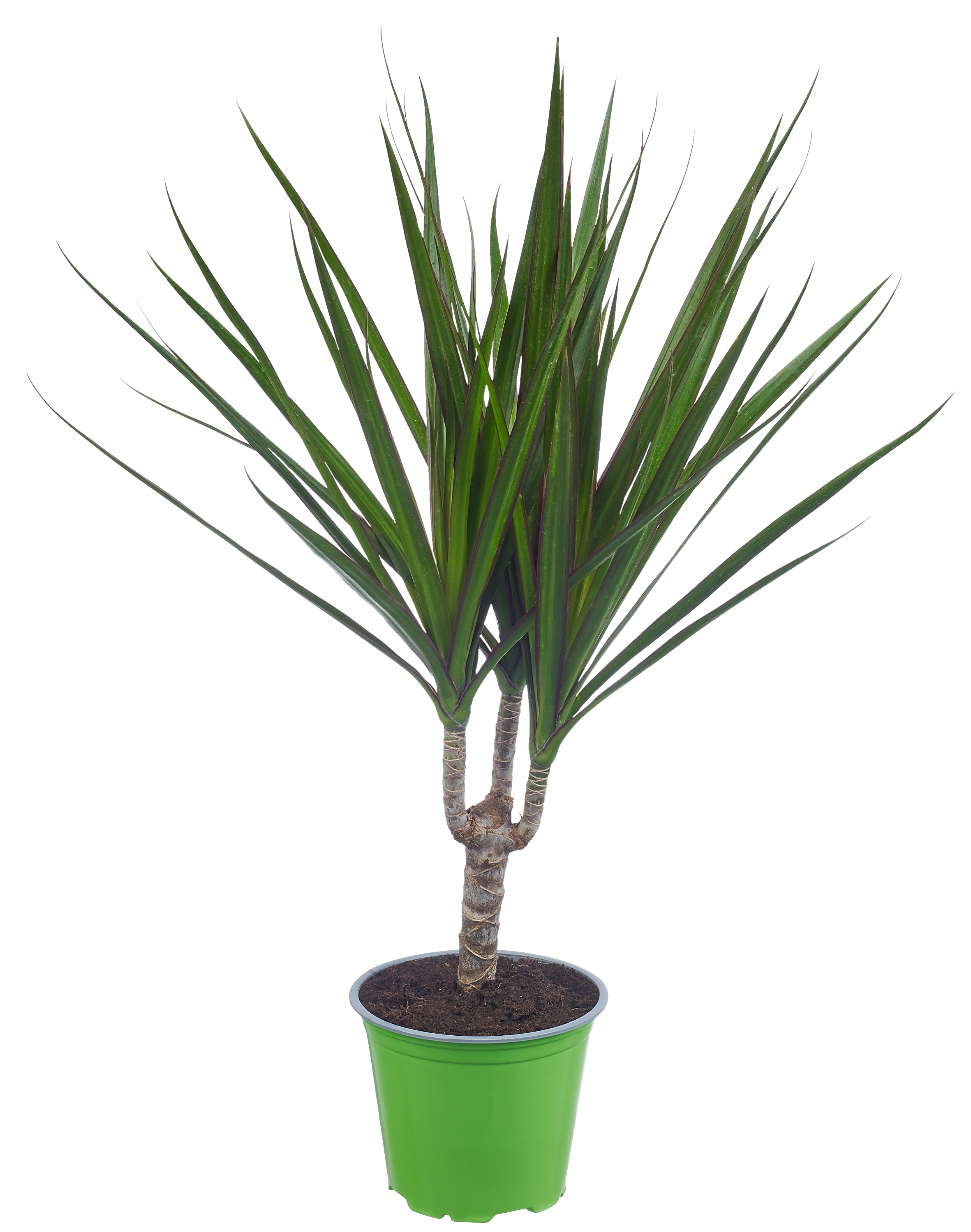 Rośliny tropikalne mix 40-45 cm