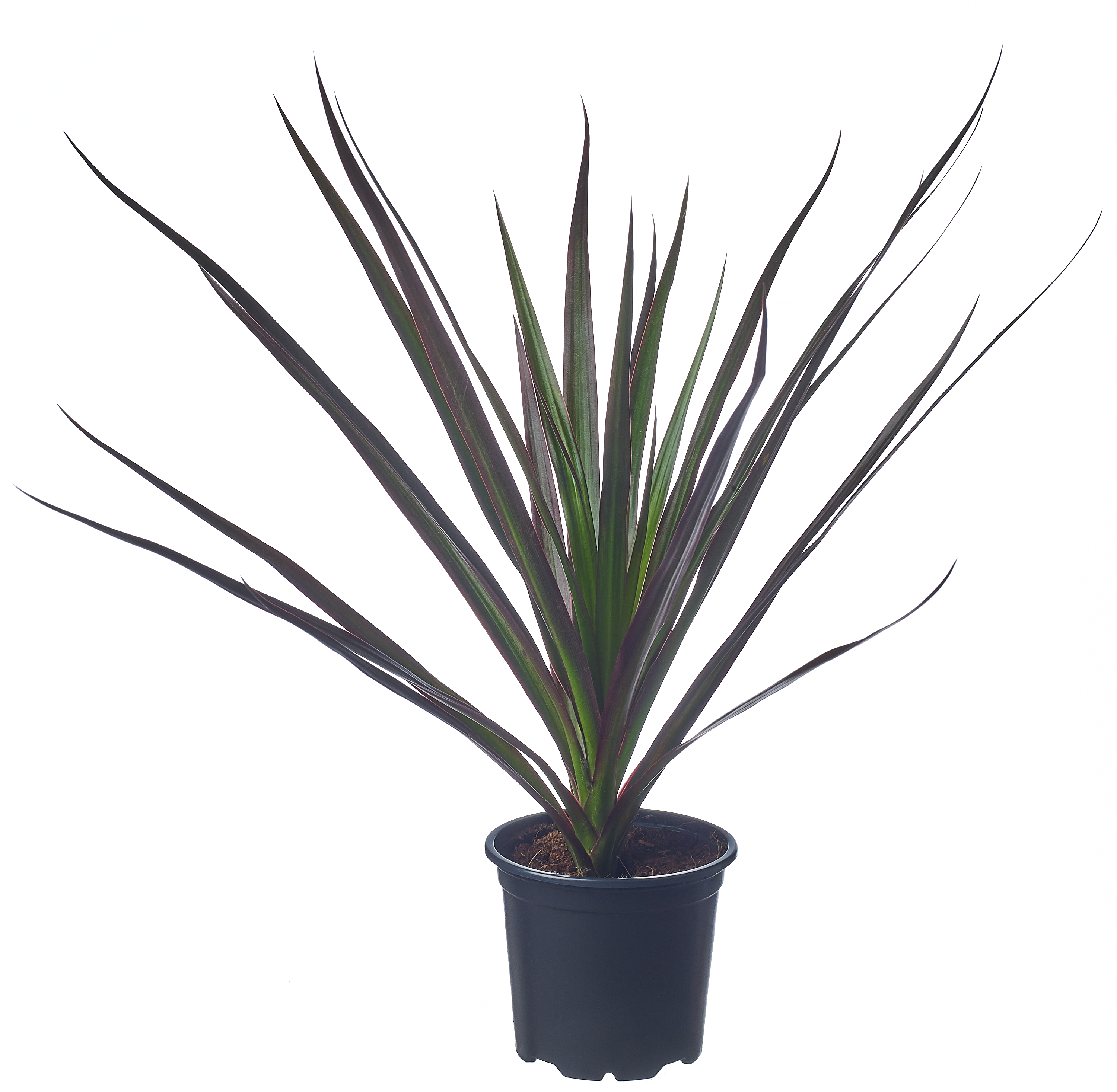 Rośliny zielone mix 10-15 cm