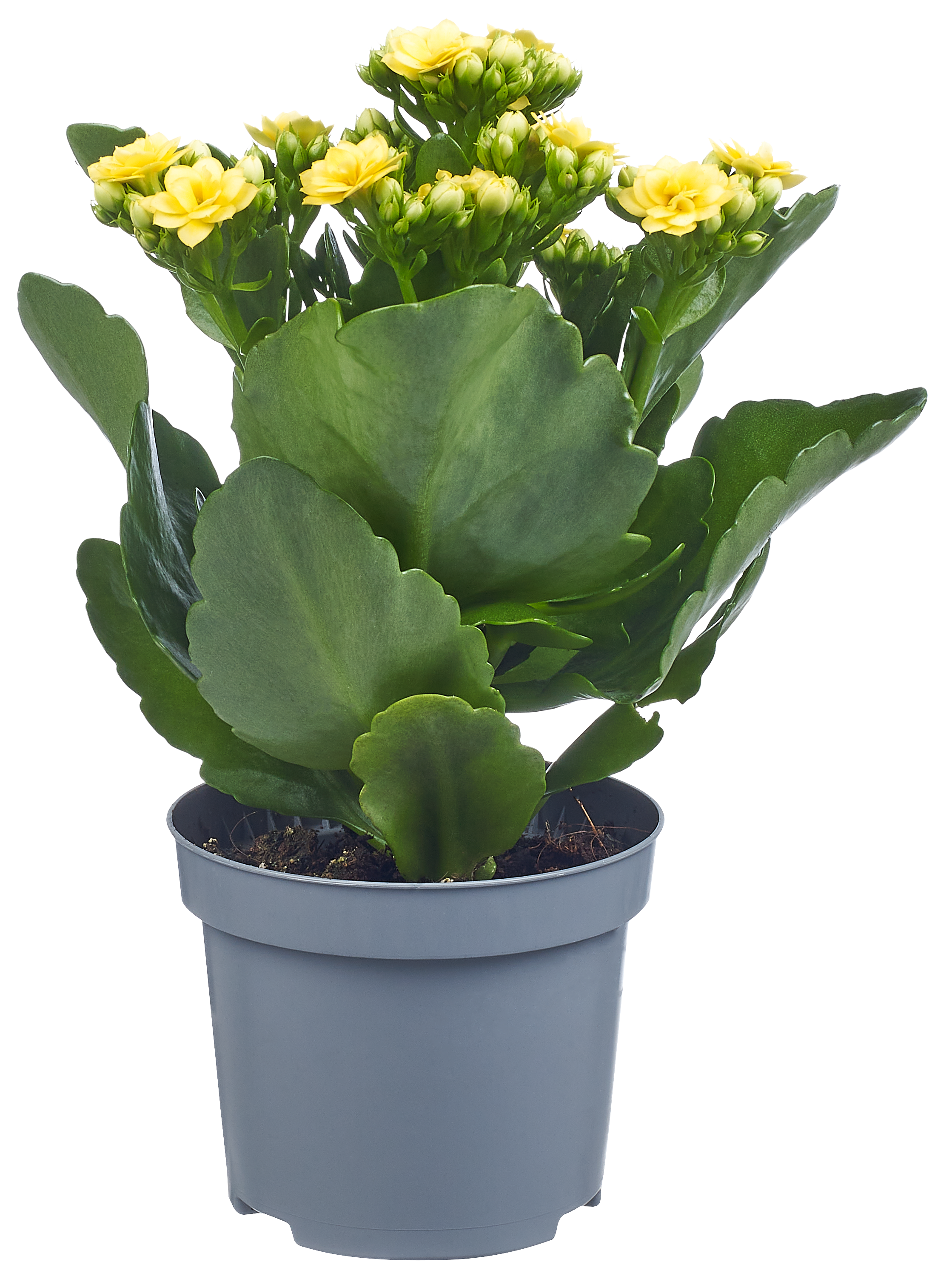 Żyworódka Kalanchoe mix 15cm - 4