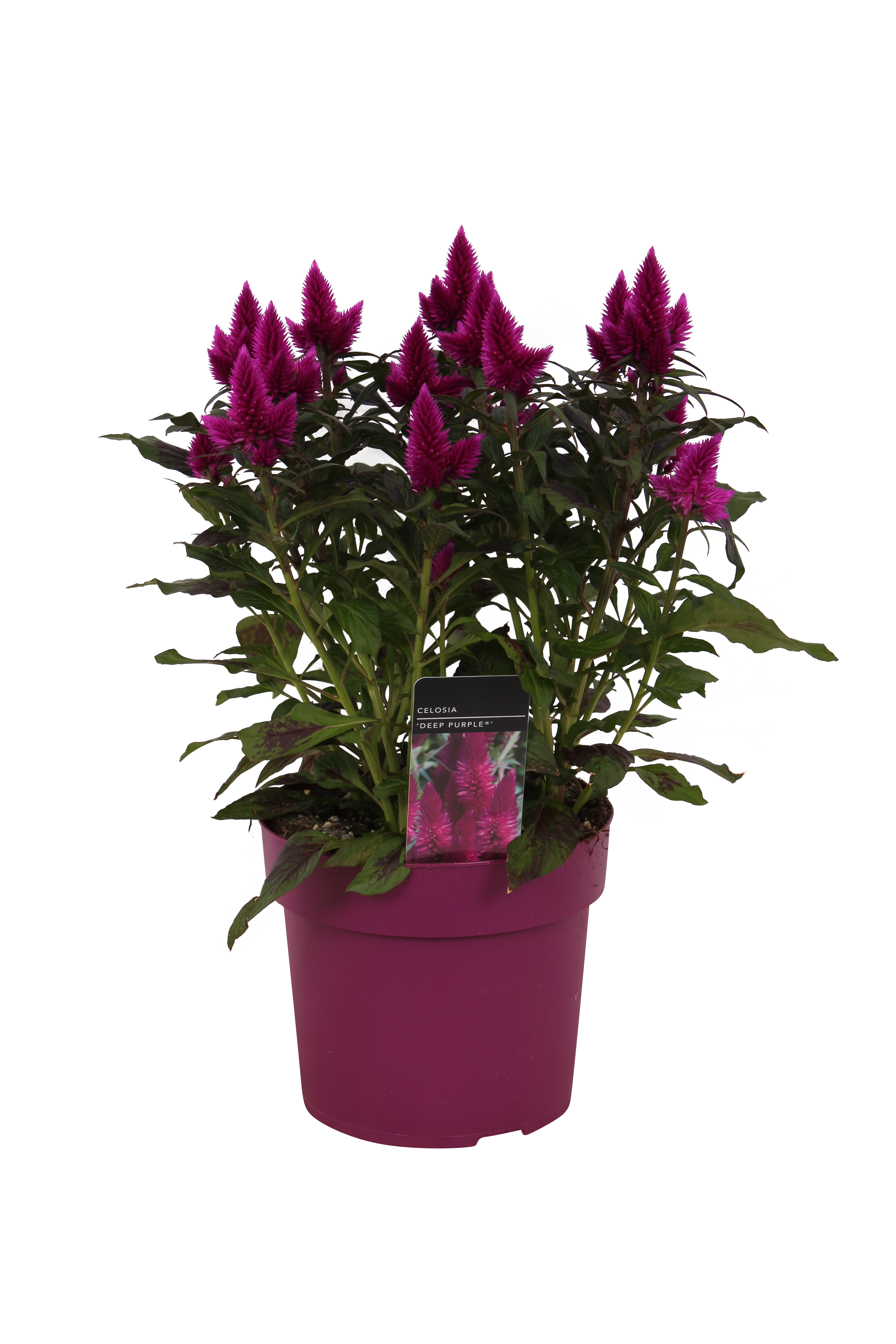 Celozja kłosowa Celosia Deep purple 20-30cm