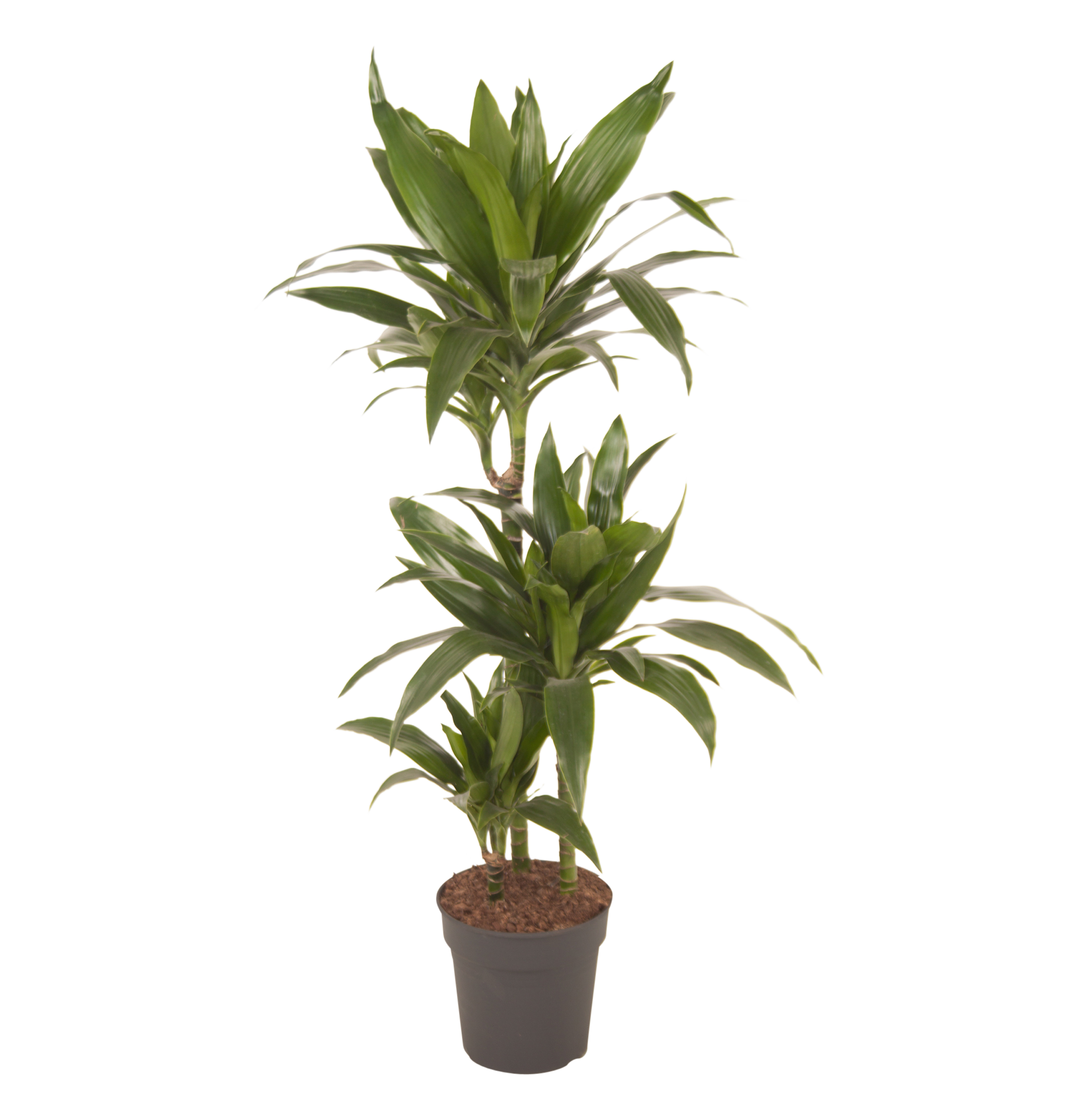 Dracena mix 130-135 cm - Leroy Merlin