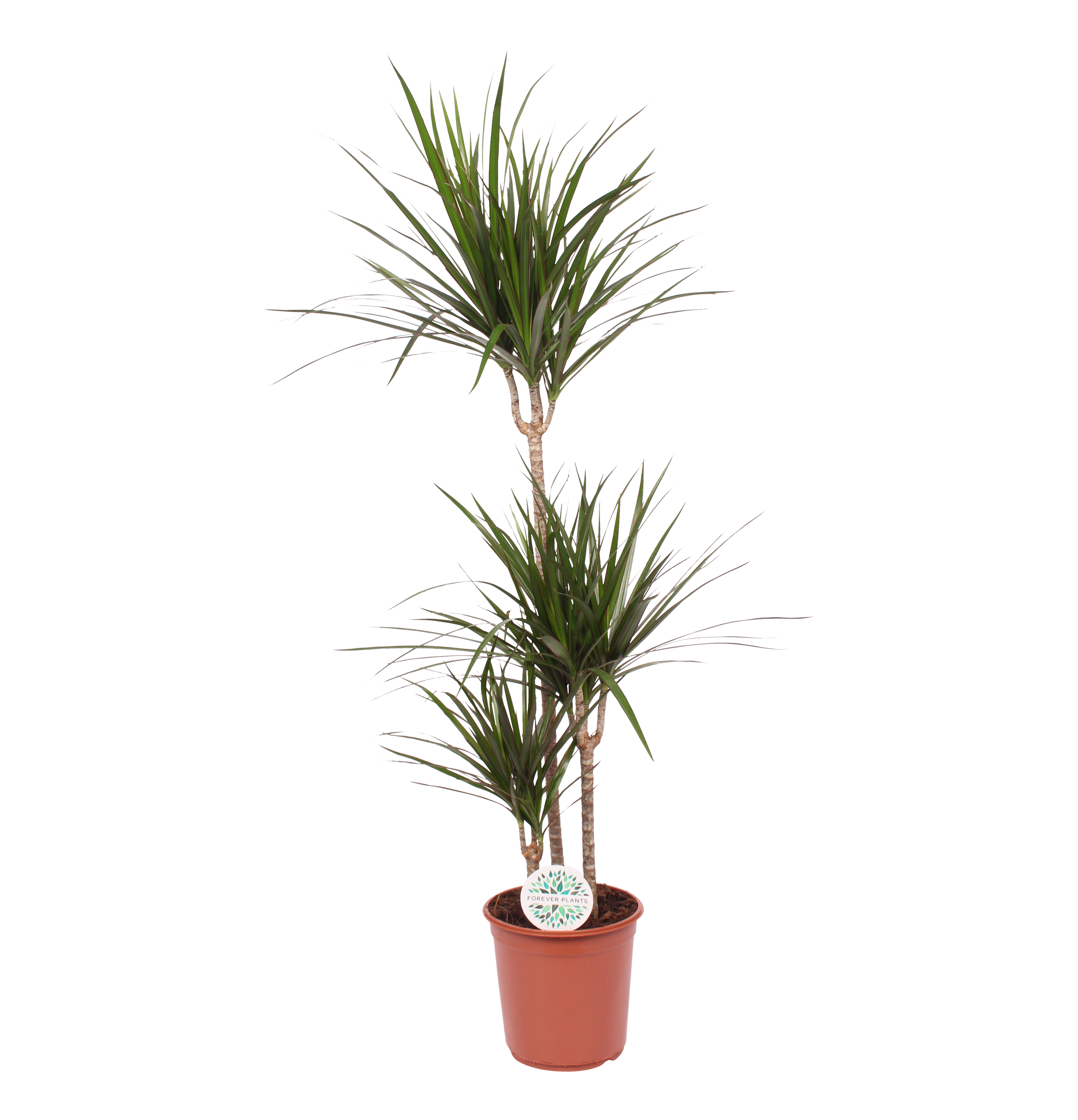 Dracena obrzeżona 125-135 cm