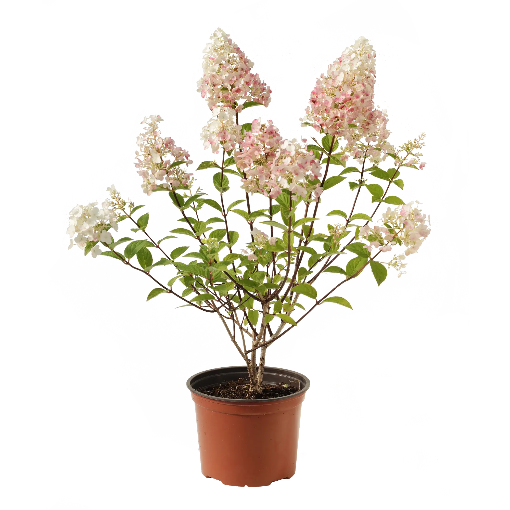 Hortensja bukietowa 60 cm