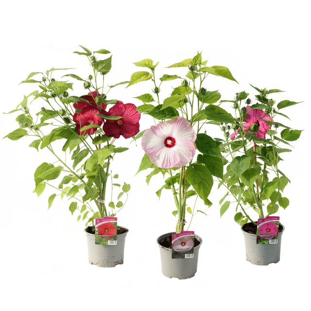 Hibiskus bagienny 60 cm Kwitnące Ogrody