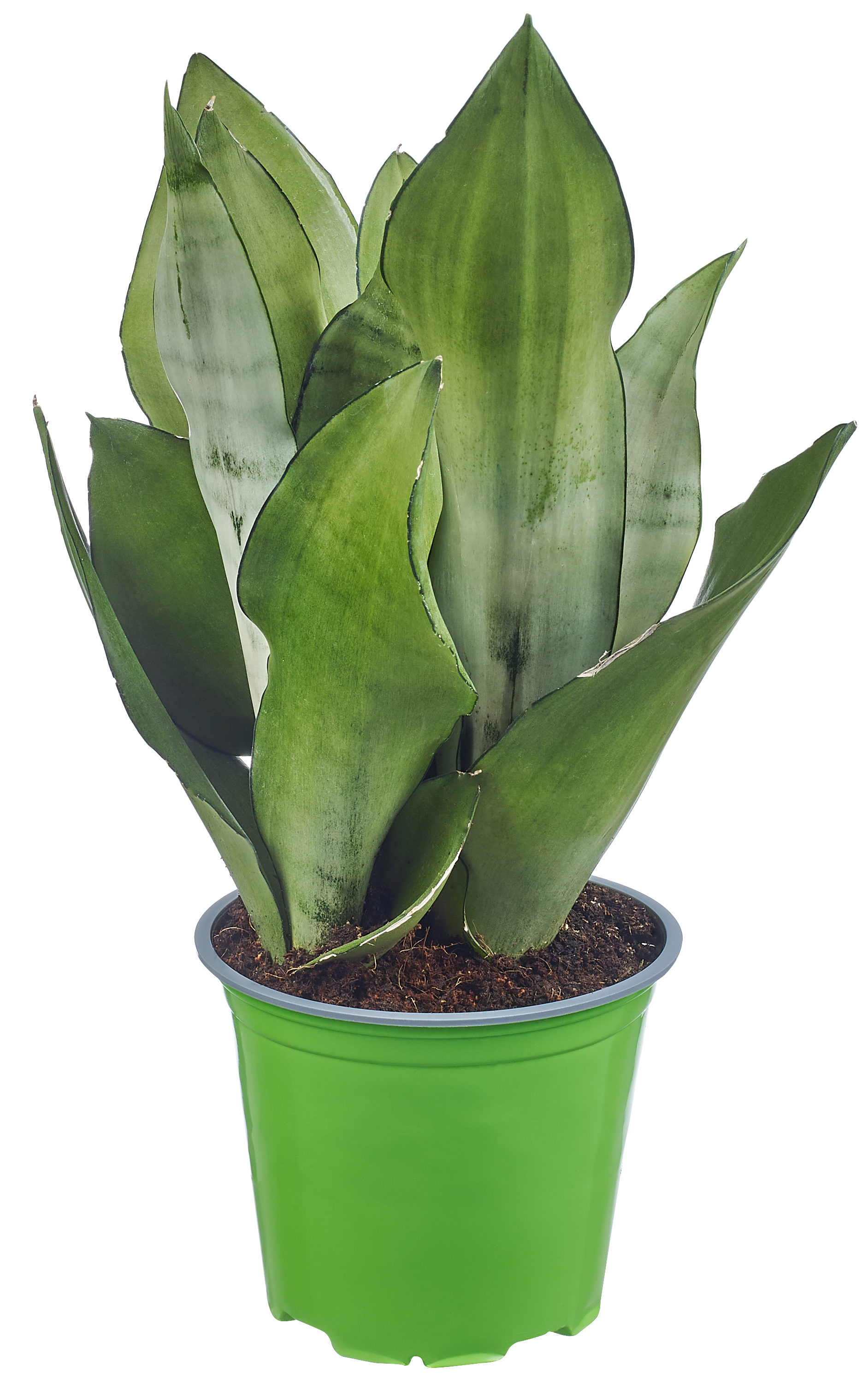 Sansewieria mix 45 cm