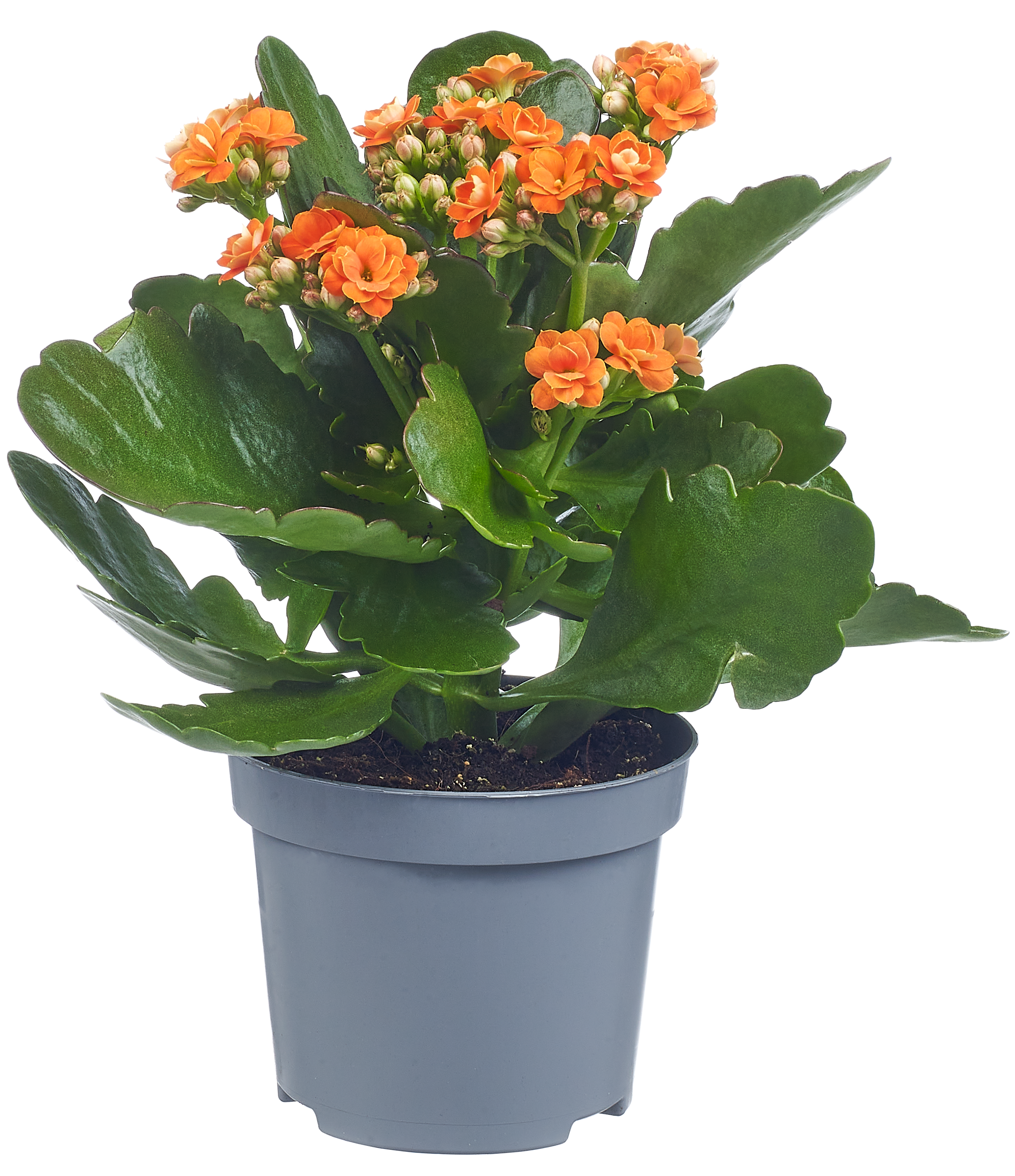 Żyworódka Kalanchoe mix 15cm - 3