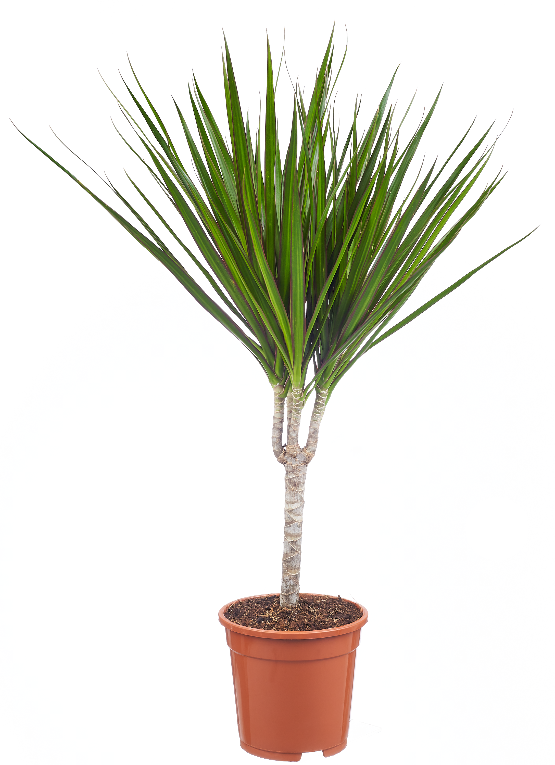 Rośliny zielone mix 55-60 cm