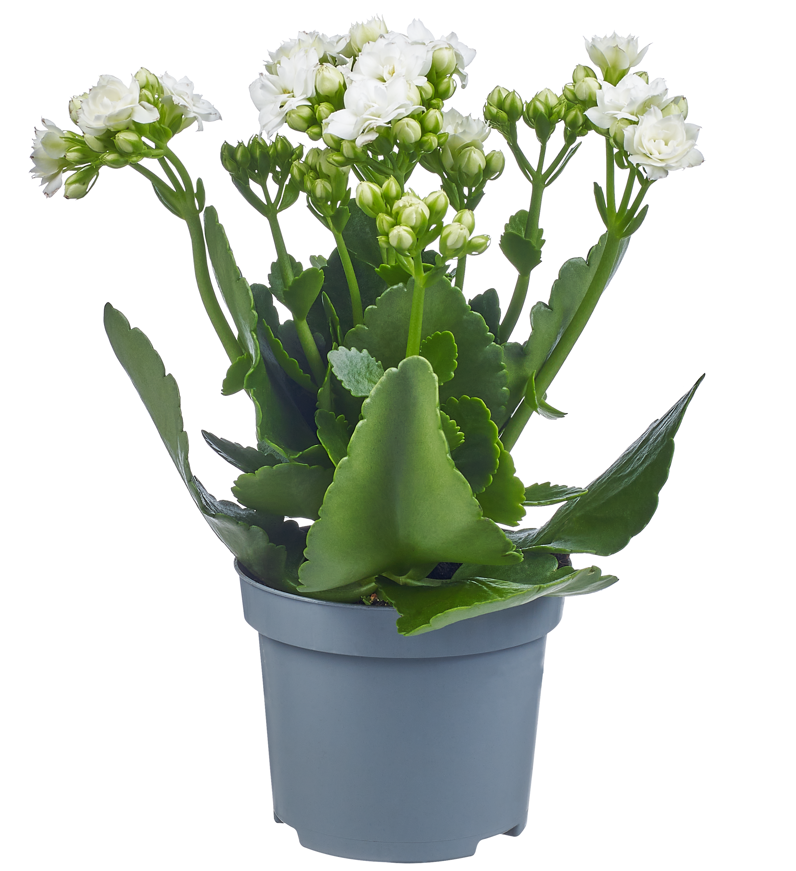 Żyworódka Kalanchoe mix 15cm - 2