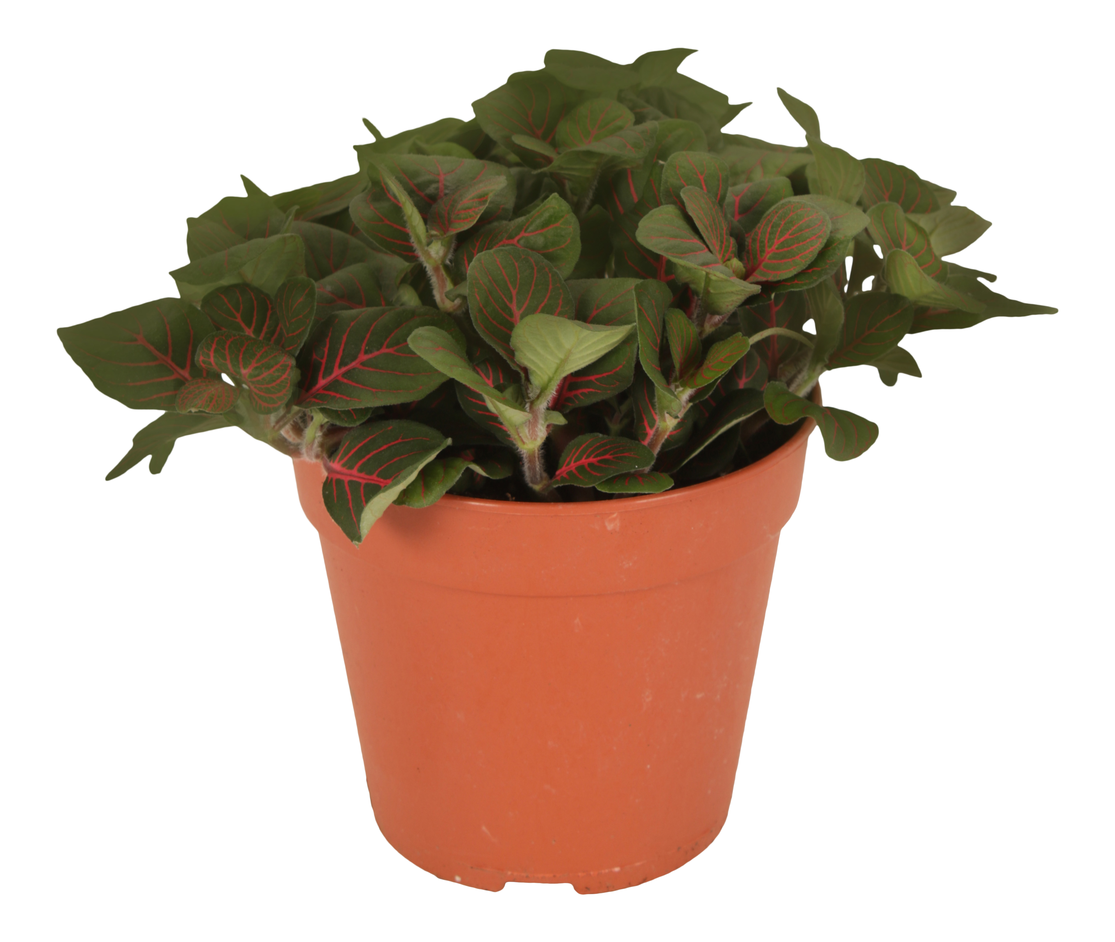 Fitonia Bubble red 20 cm