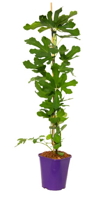 Figa pospolita 60 cm clematis 82896699
