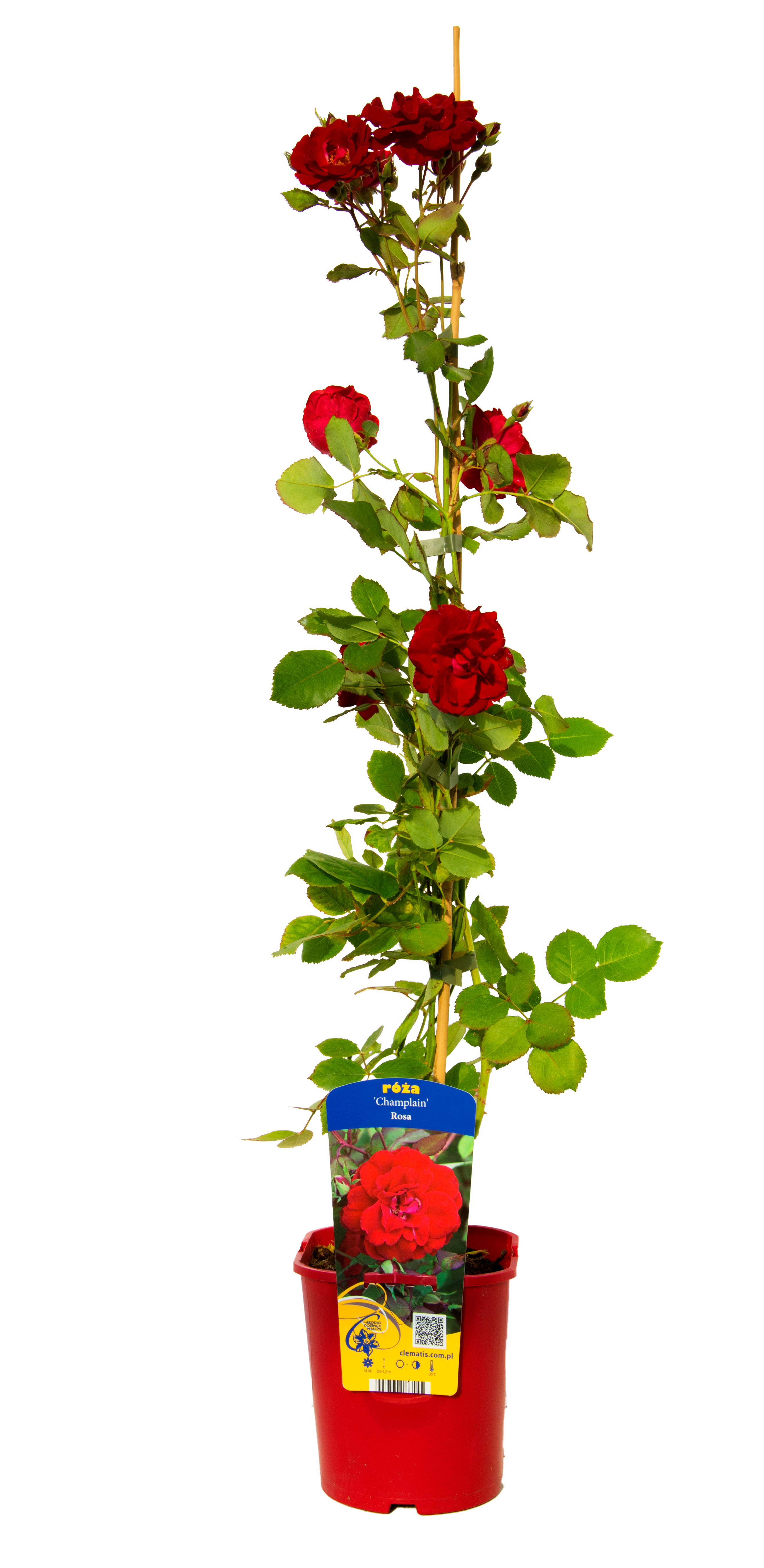 Róża kanadyjska mix 90 cm Clematis